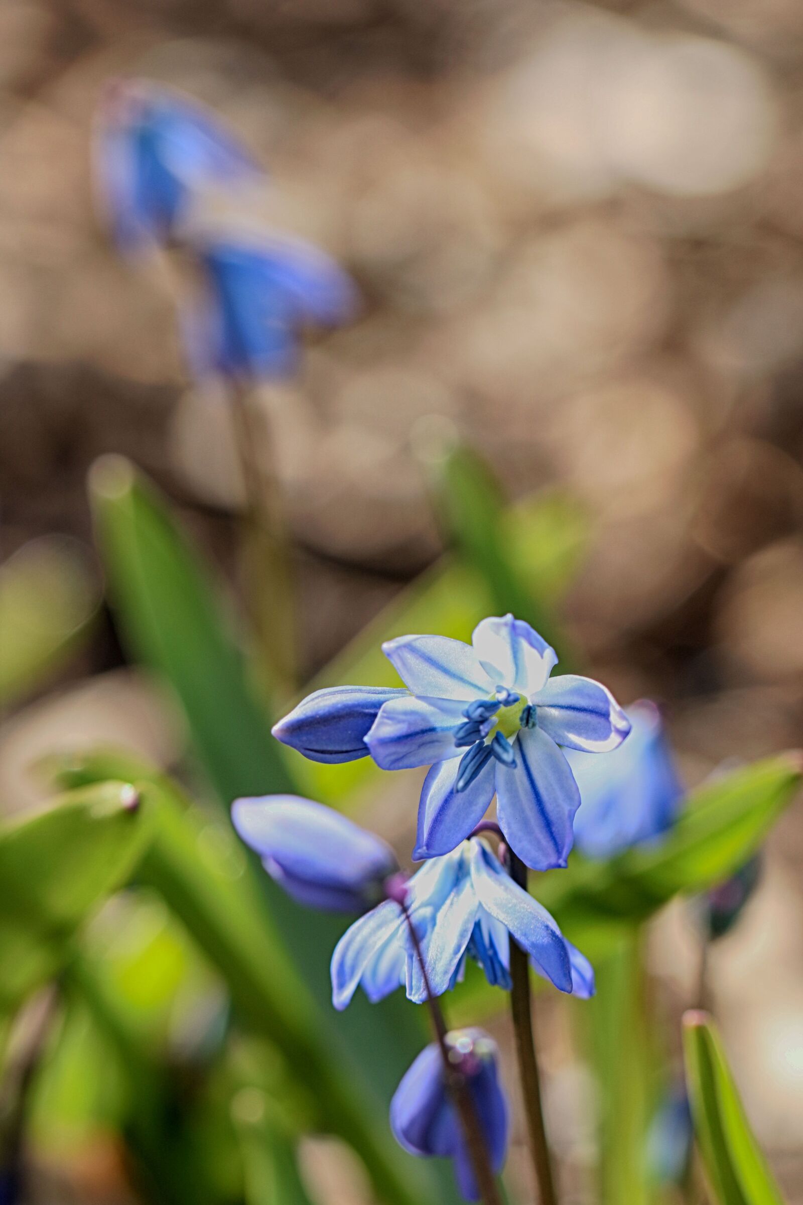 Canon EOS 7D Mark II sample photo. Nature, outdoors, flora photography