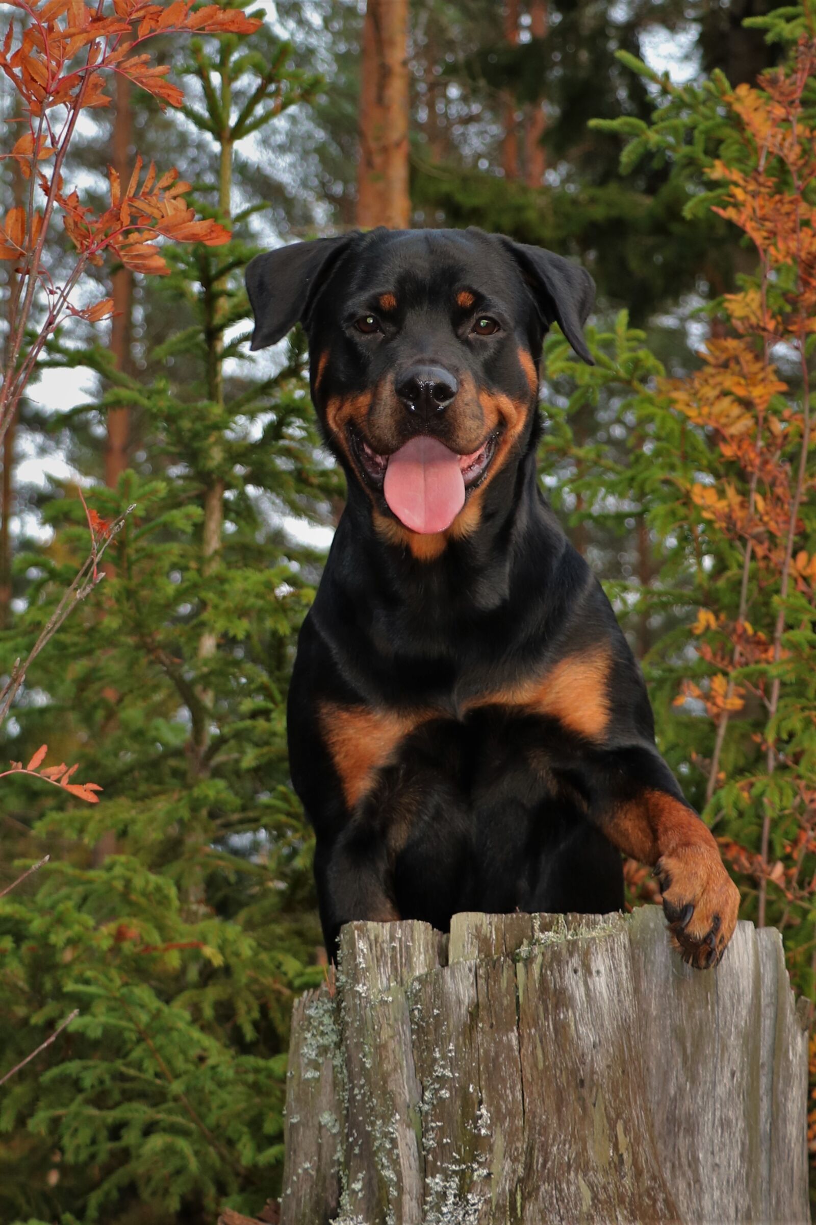 Canon EOS 750D (EOS Rebel T6i / EOS Kiss X8i) sample photo. Dog, rottweiler, forest photography
