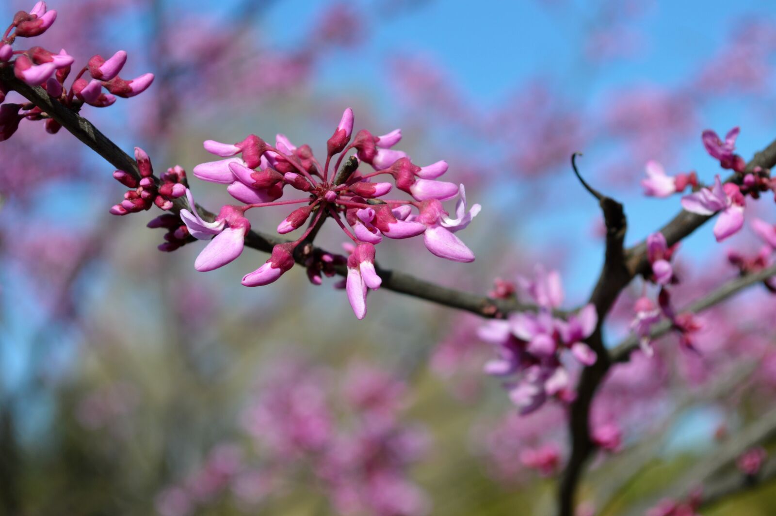 Nikon D3200 sample photo. Flowers, cherry blossoms, trees photography