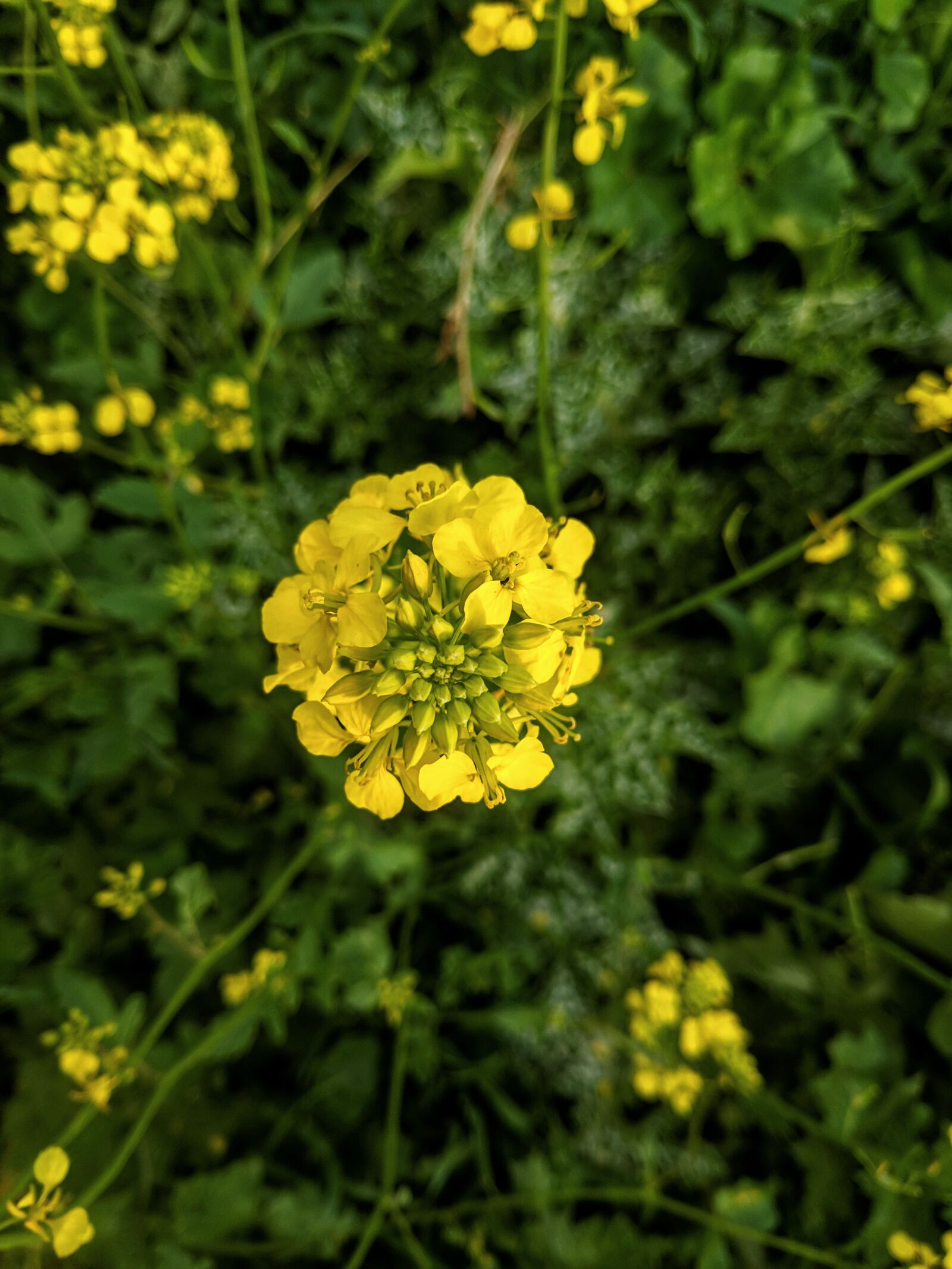 Xiaomi POCO F1 sample photo. Flowers, green, spring photography
