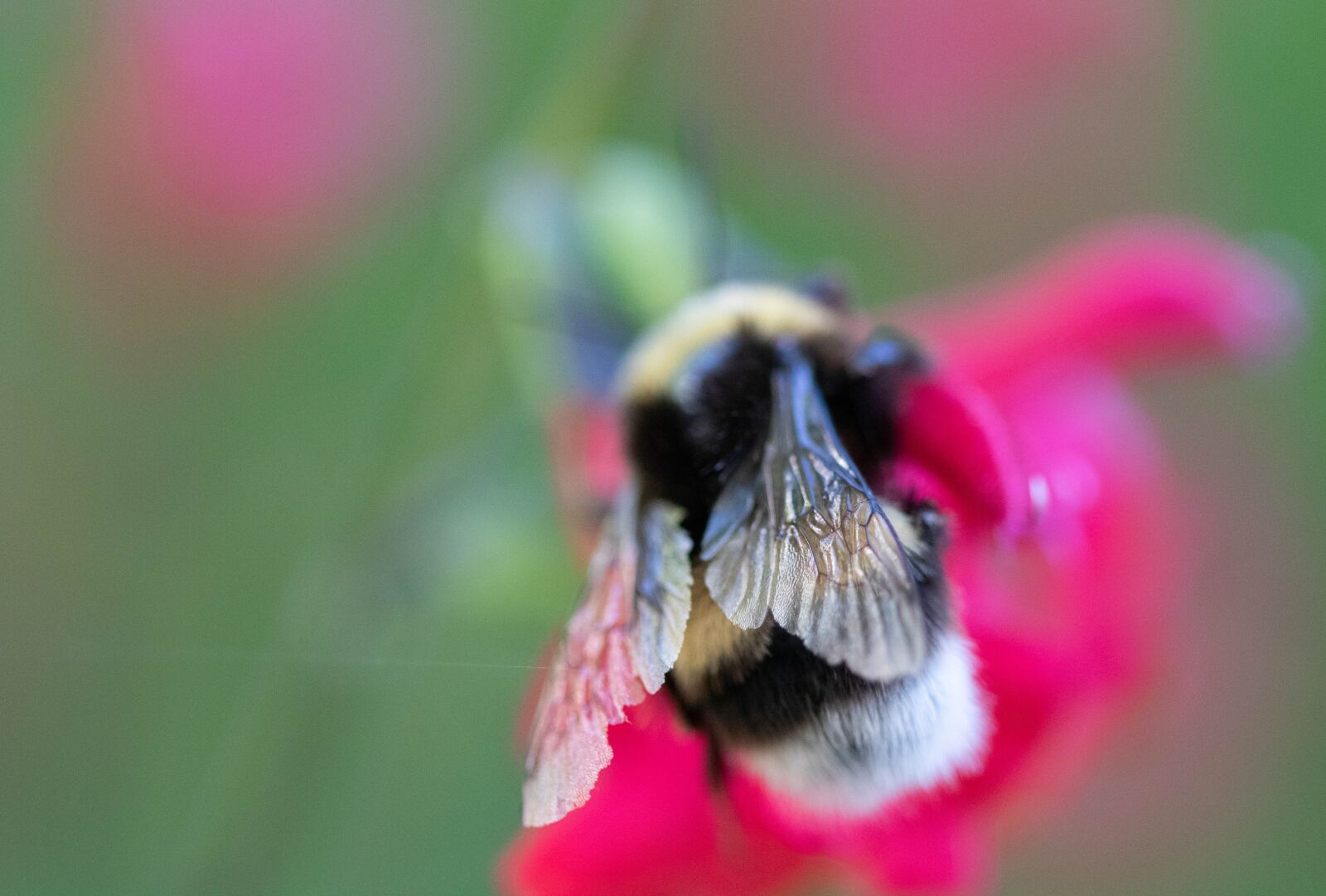 Canon EOS 750D (EOS Rebel T6i / EOS Kiss X8i) + Canon EF 100mm F2.8 Macro USM sample photo. Nature, wings, bumble bee photography