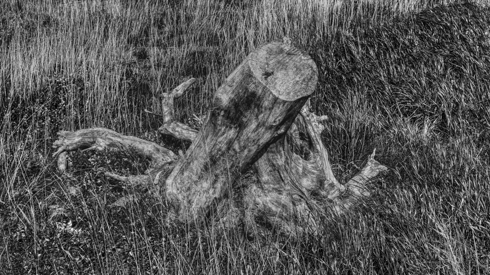 Sony a6300 + Sigma 30mm F2.8 EX DN sample photo. Black white, tree stump photography