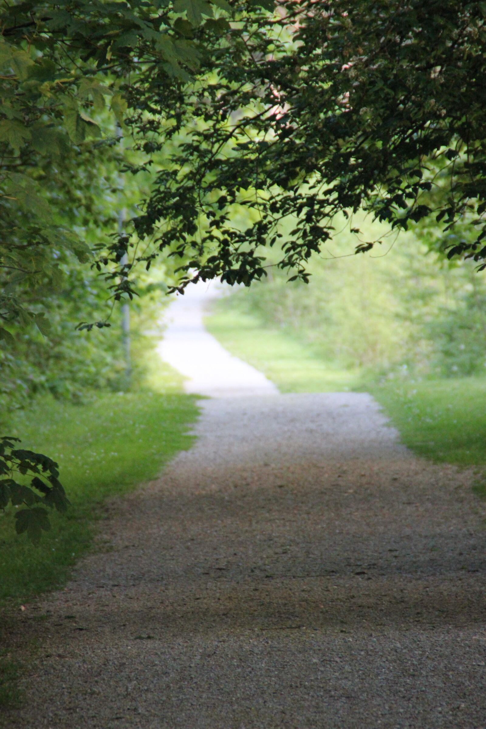 Canon EOS 550D (EOS Rebel T2i / EOS Kiss X4) sample photo. Trees, leaves, foliage photography