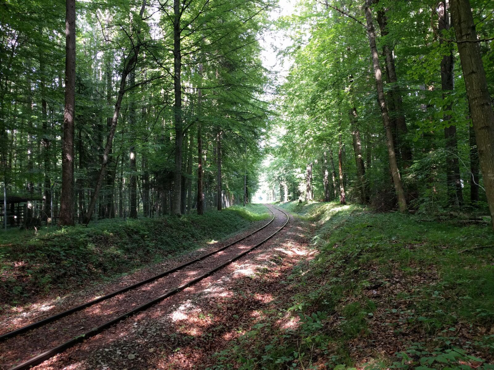 LG Nexus 5X sample photo. Railway, abandoned, forest photography