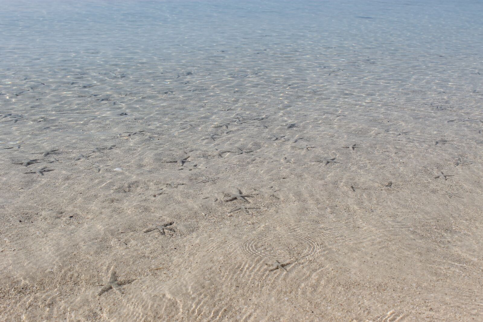 Canon EOS 1100D (EOS Rebel T3 / EOS Kiss X50) sample photo. Star fish, clear, ocean photography