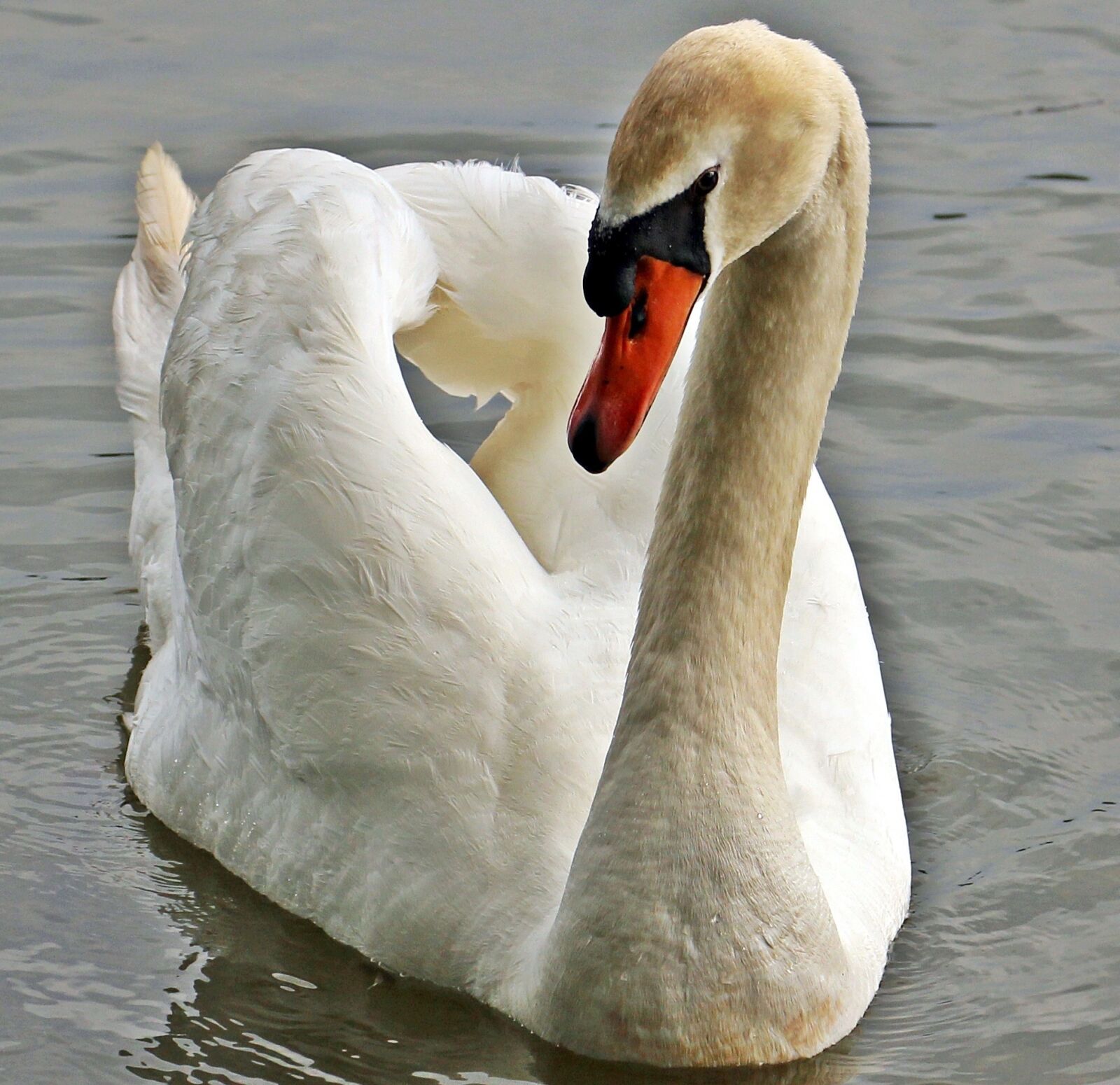 Canon EOS 550D (EOS Rebel T2i / EOS Kiss X4) sample photo. Swan, pond, nature photography