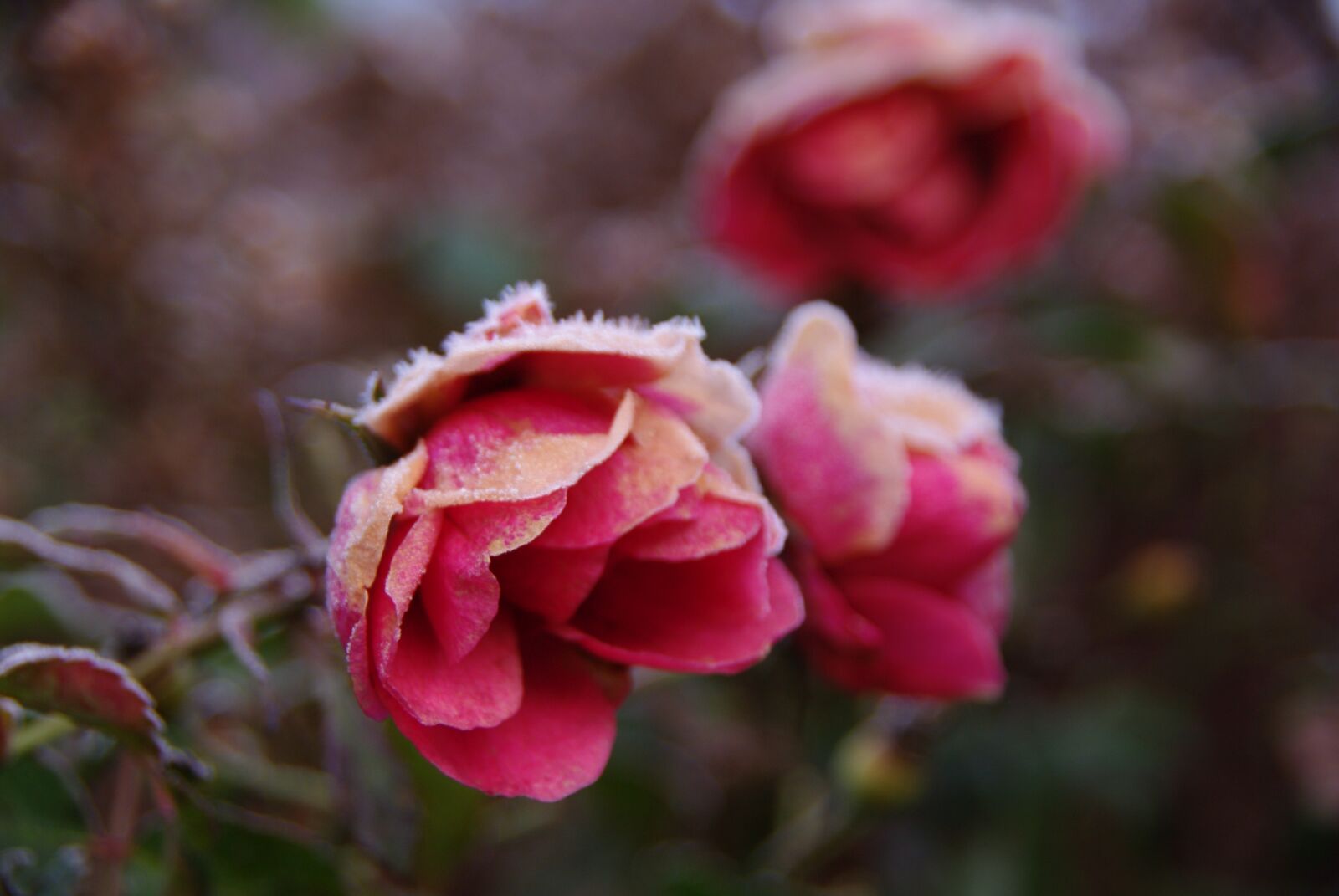 Pentax K20D sample photo. Roses, flowers, frost photography