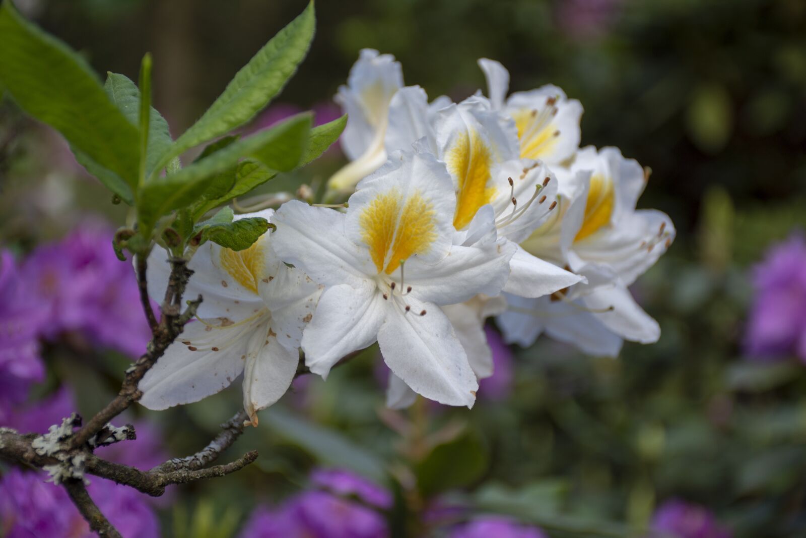 Nikon D7200 sample photo. Nature, flower, flowering photography