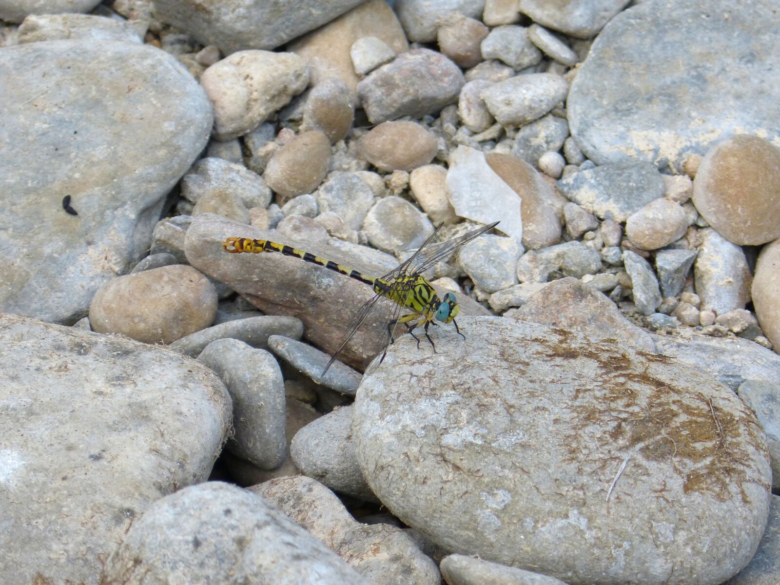 Panasonic DMC-FZ62 sample photo. Dragonfly, rocks, brindle photography