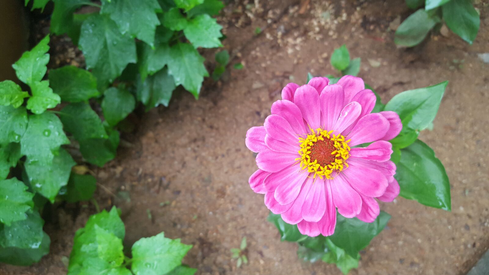 Samsung Galaxy S6 sample photo. Summer, flowers, pink flower photography