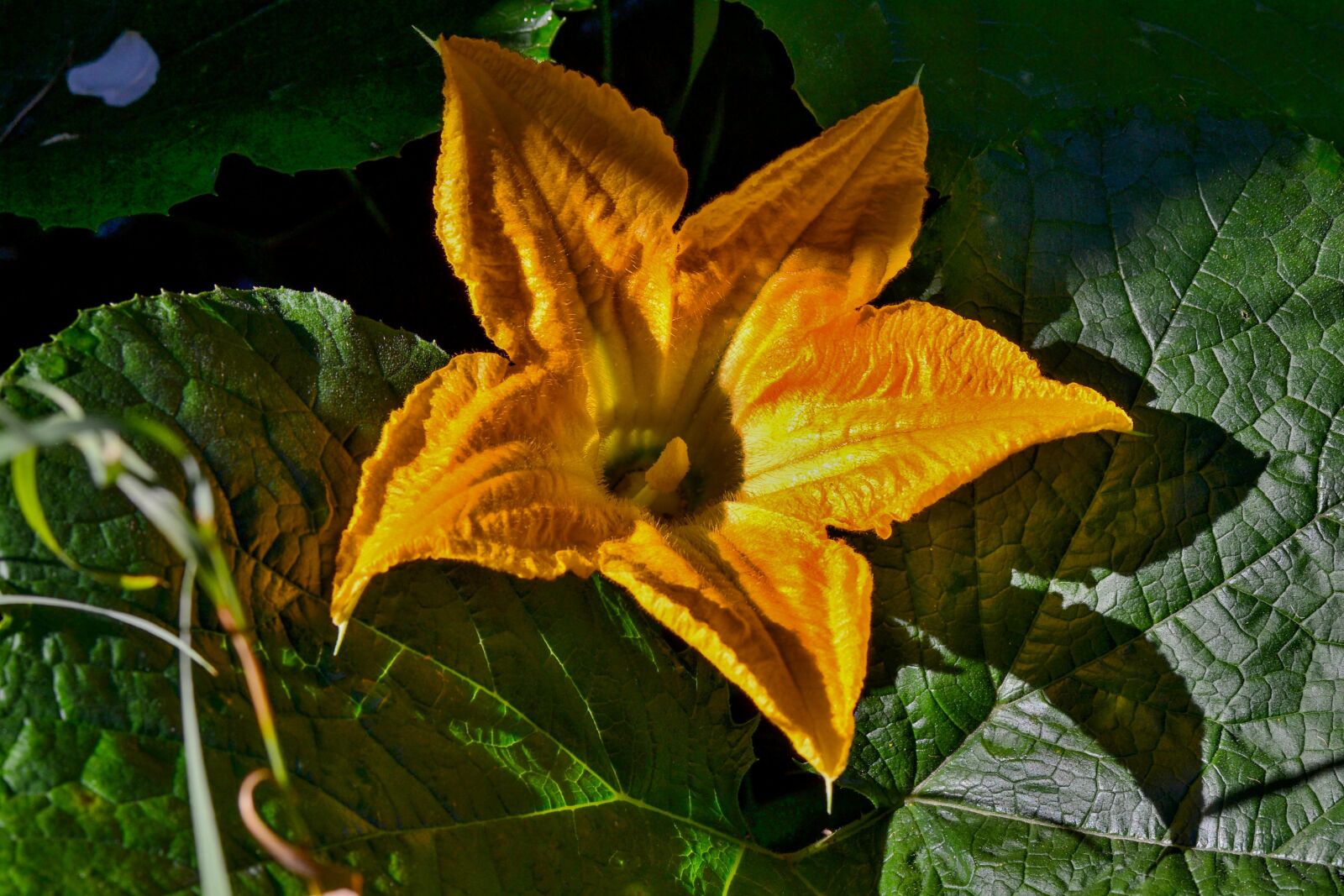 Nikon D3100 sample photo. Yellow, garden, nature photography