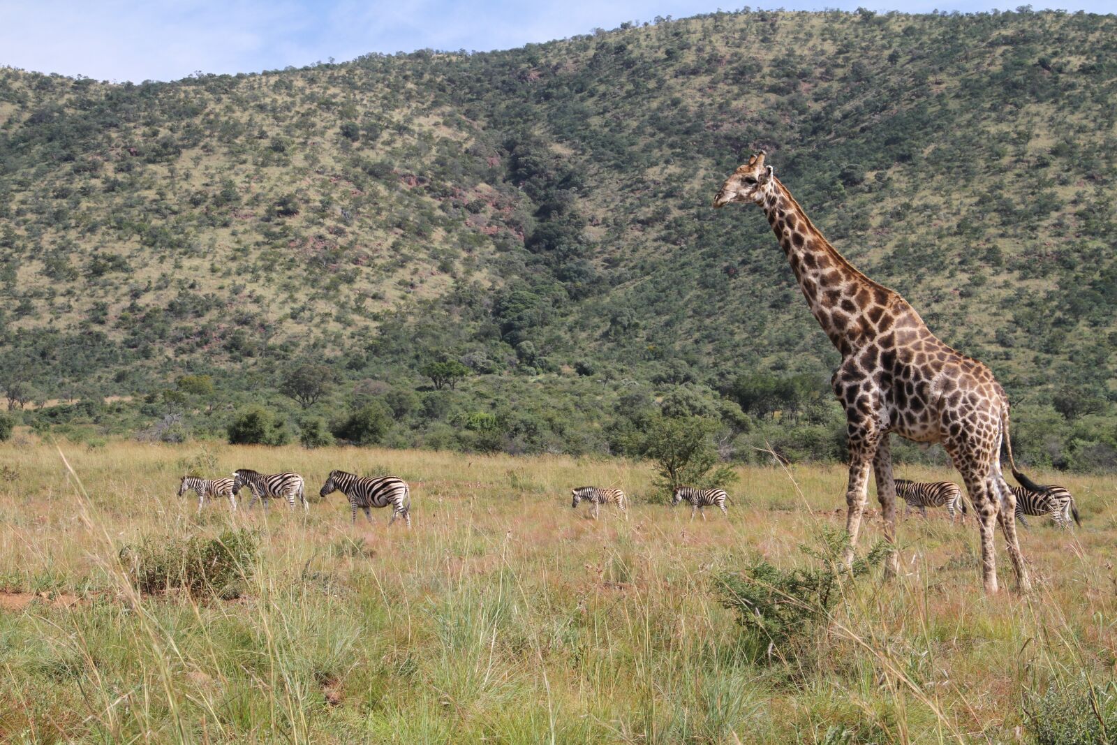 Canon EOS 7D sample photo. Giraffe, pilanesberg, safari photography