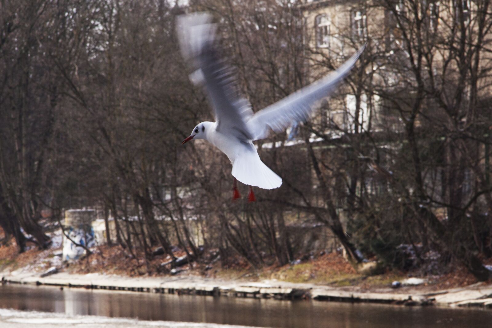 Canon EOS 50D sample photo. Seagull, bird, nature photography