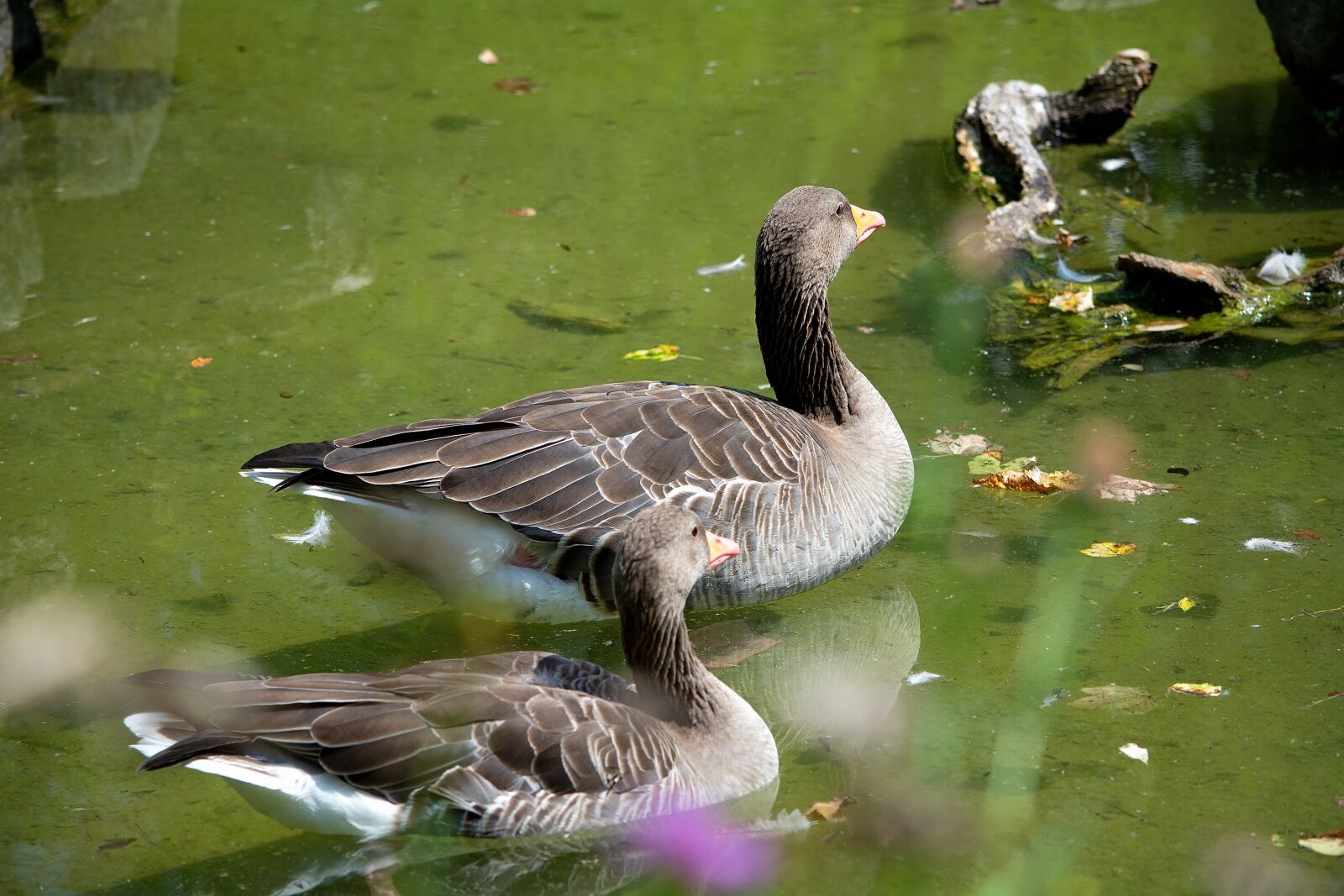 Nikon D7100 sample photo. Goose, bird, animal photography