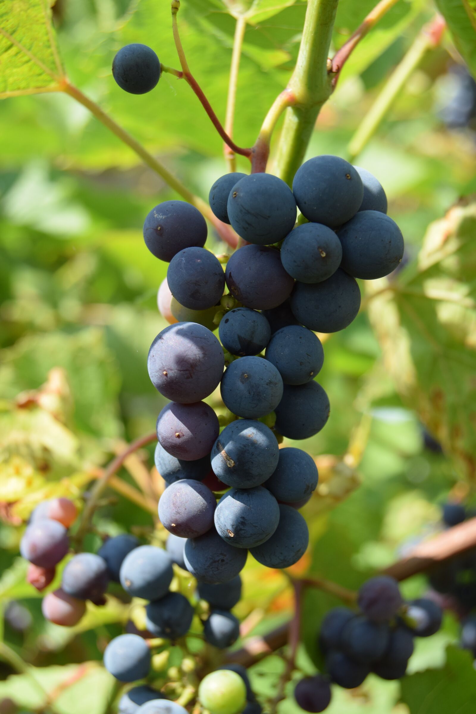 Nikon D3300 sample photo. Fruit, grapes, nature photography