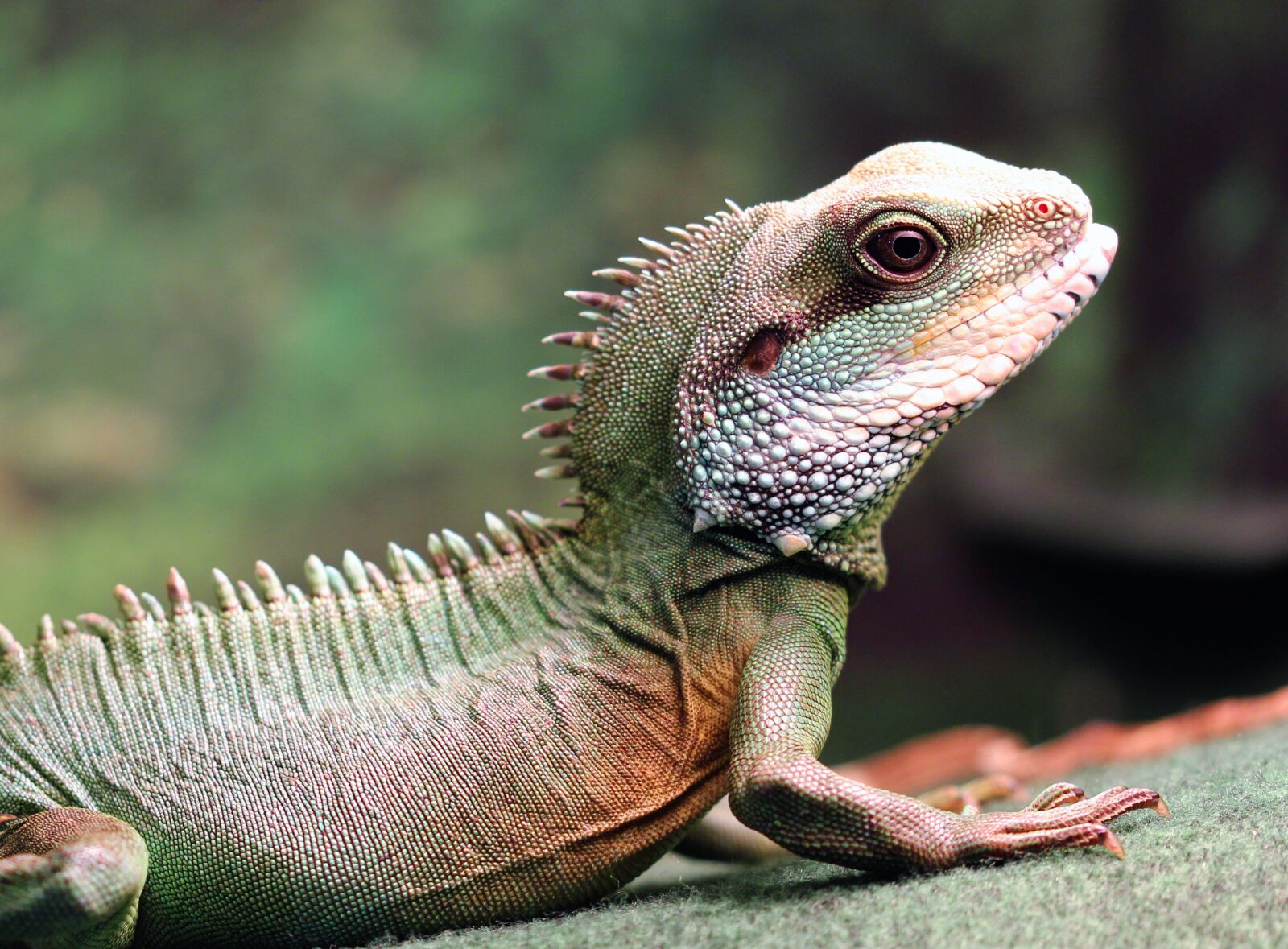 Canon EOS 550D (EOS Rebel T2i / EOS Kiss X4) sample photo. Chinese water dragon, green photography