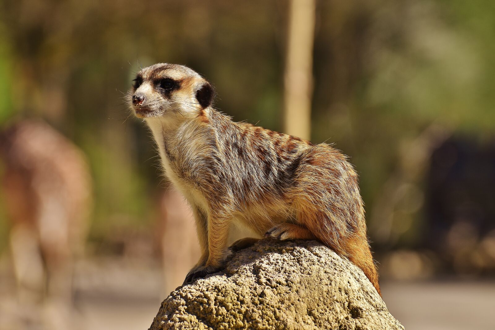 Nikon D7200 sample photo. Meerkat, cute, curious photography