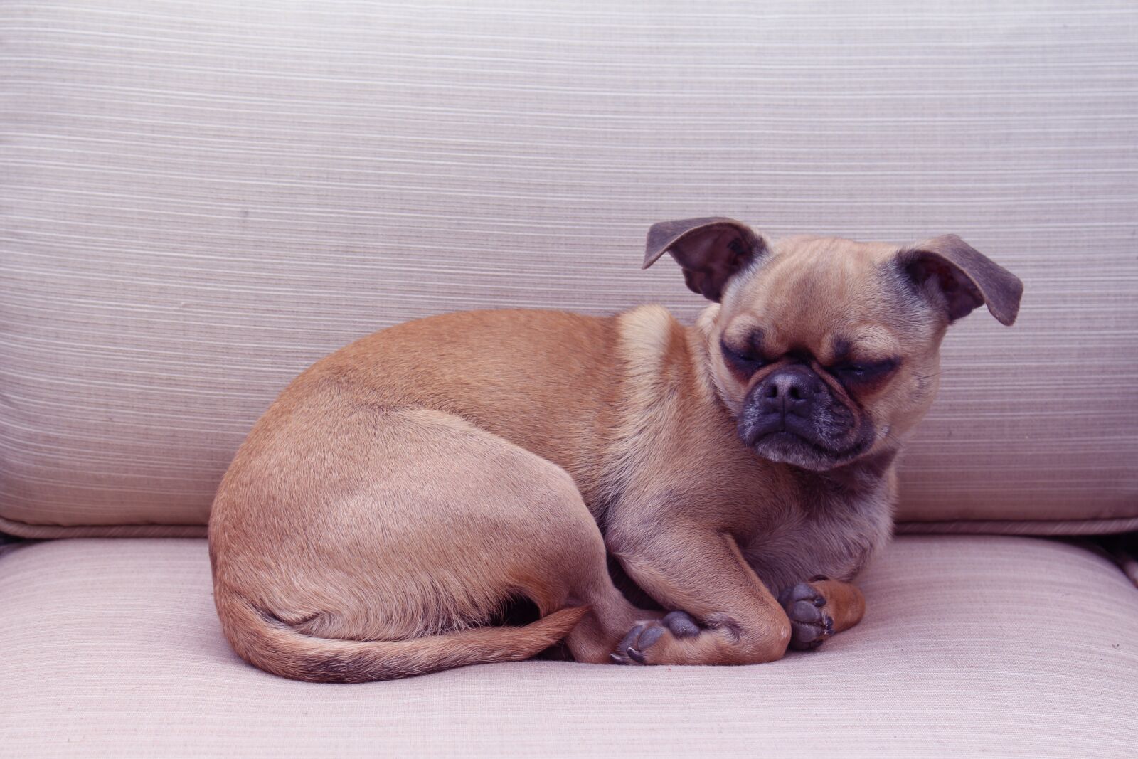 Canon EOS 700D (EOS Rebel T5i / EOS Kiss X7i) sample photo. Dog, chihuahua mix, pug photography