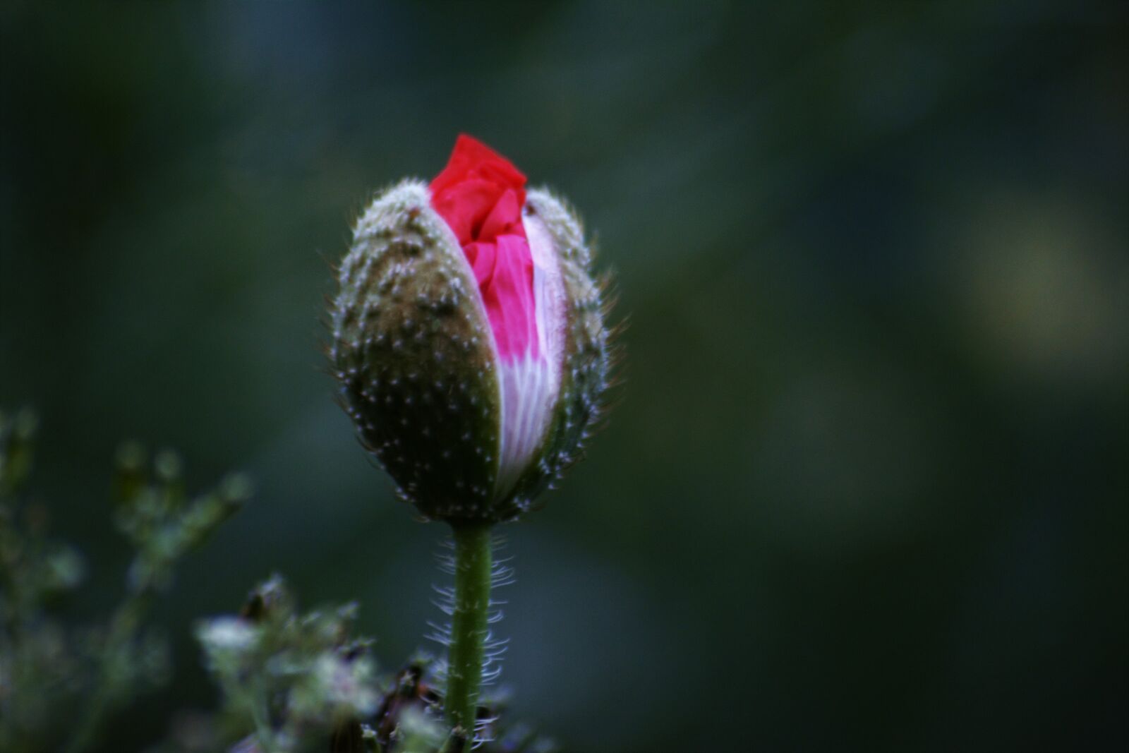 Nikon D7100 sample photo. Summer, sol, landscape photography