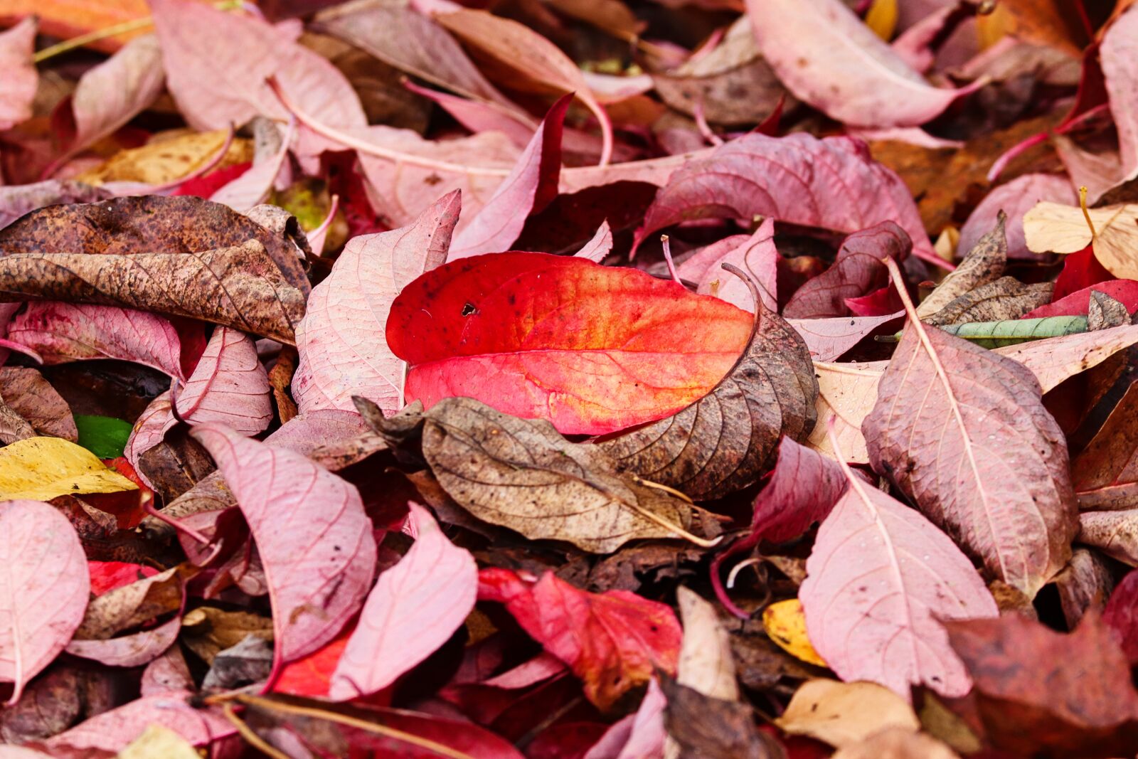 Canon EOS 200D (EOS Rebel SL2 / EOS Kiss X9) sample photo. Fall foliage, leaves, autumn photography