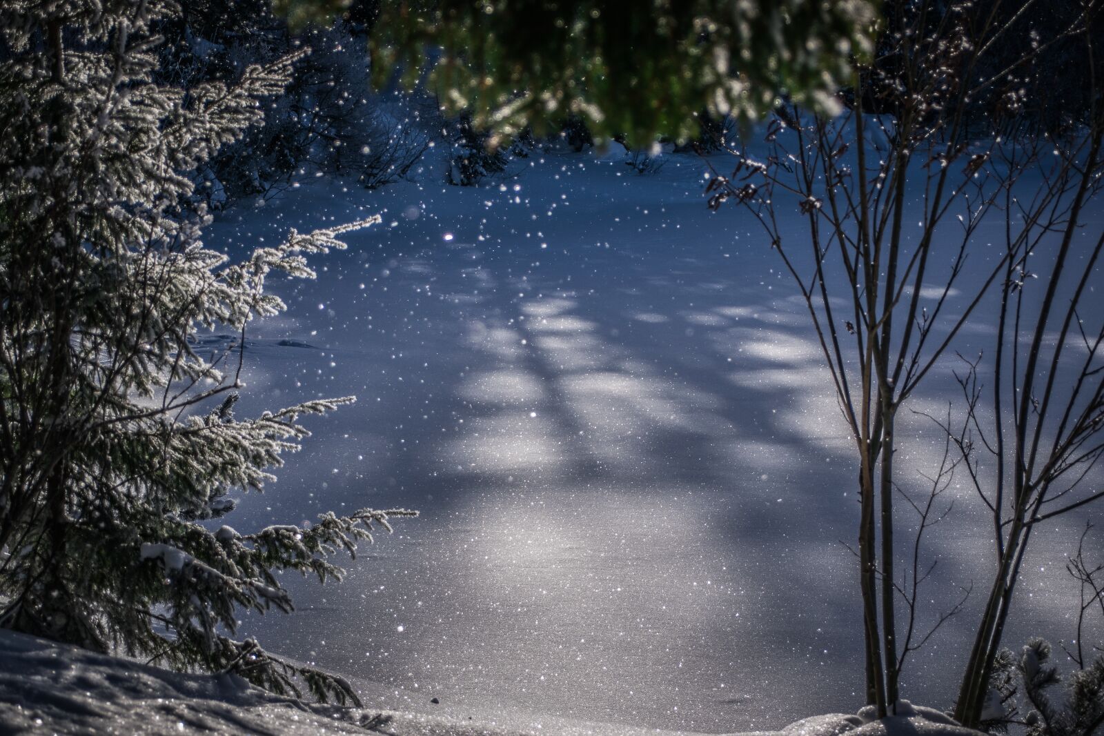 Nikon D5300 sample photo. Winter, light, sparkle photography