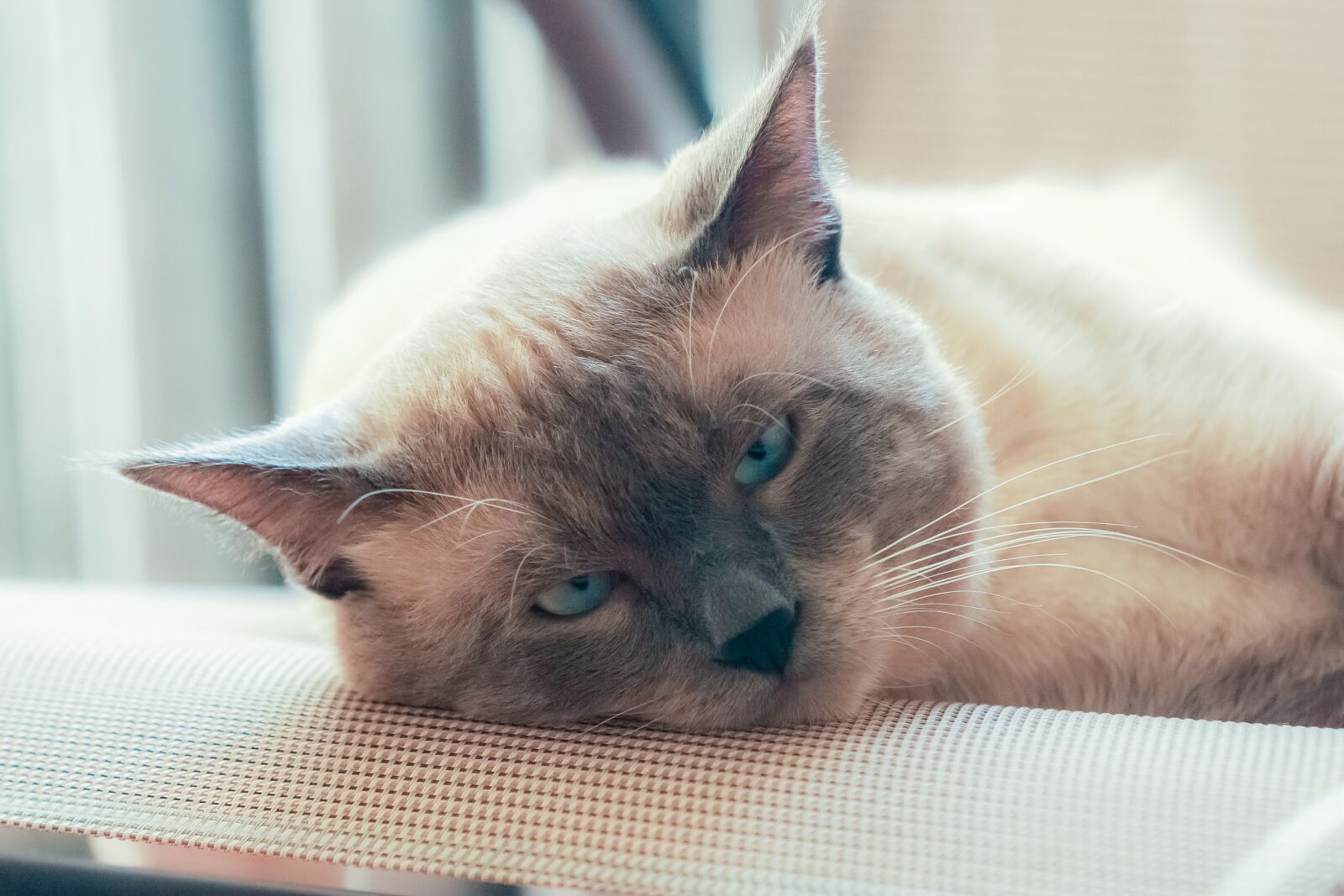 Canon EOS 30D sample photo. Cat, thai, view photography