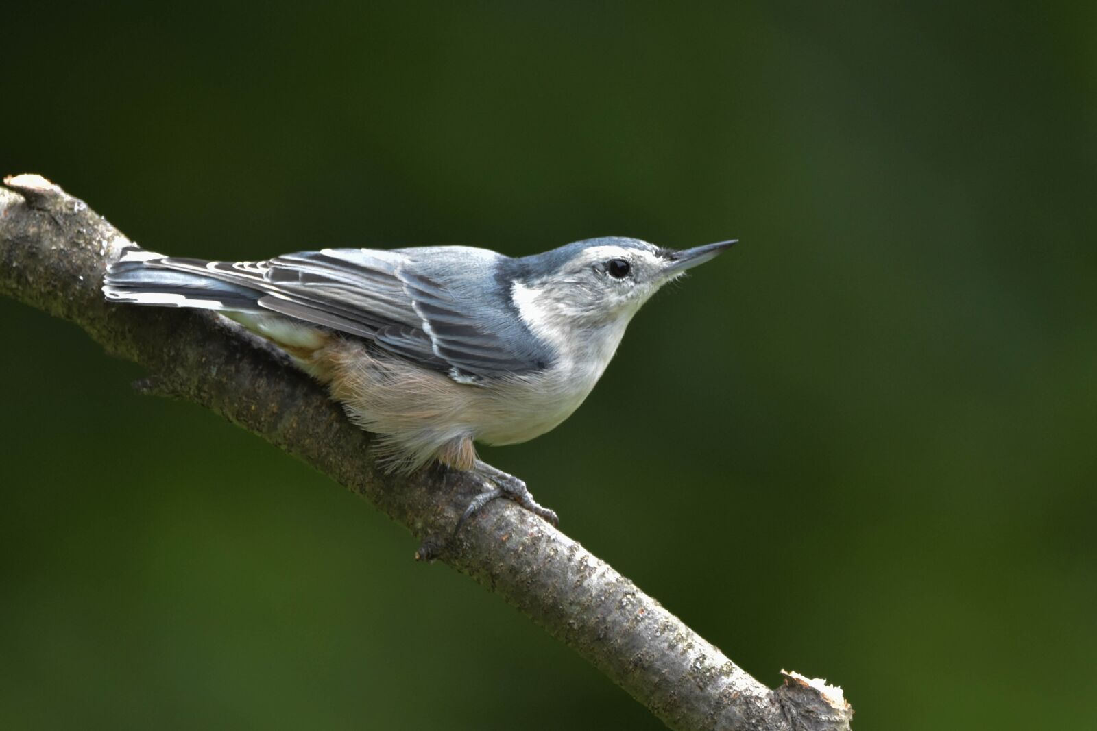 Nikon D3400 sample photo. White-breasted nuthatch, bird, nuthatch photography