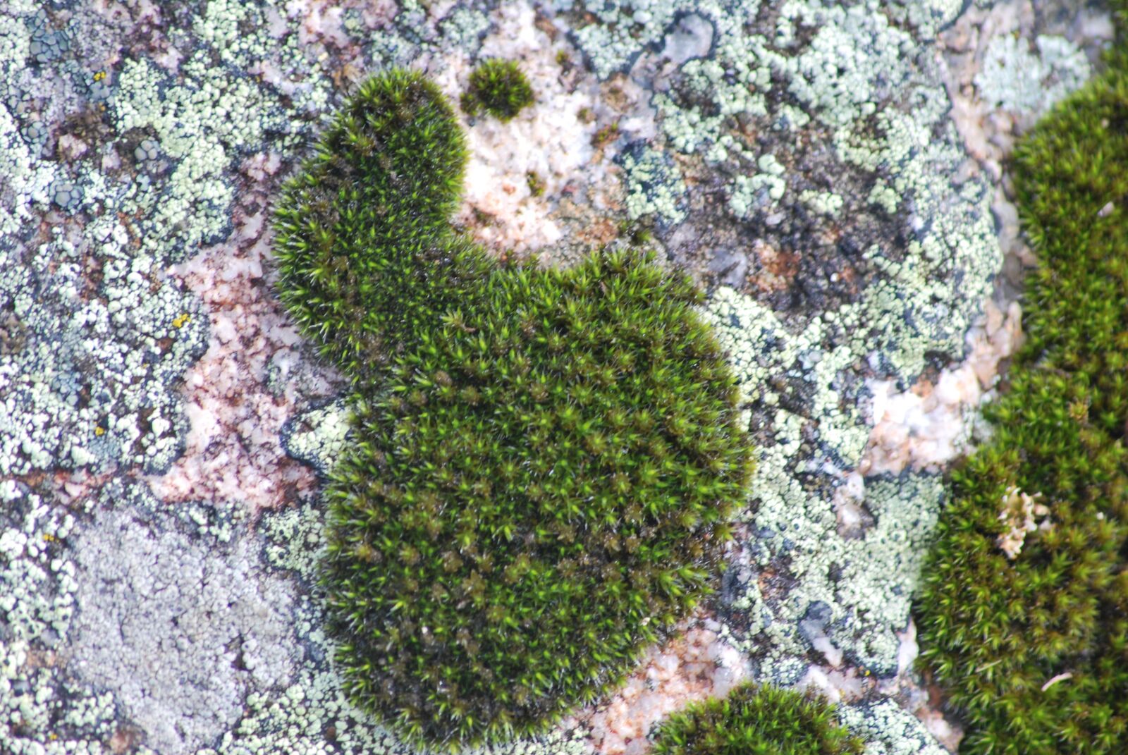 Nikon D60 sample photo. Moss, damp, green photography
