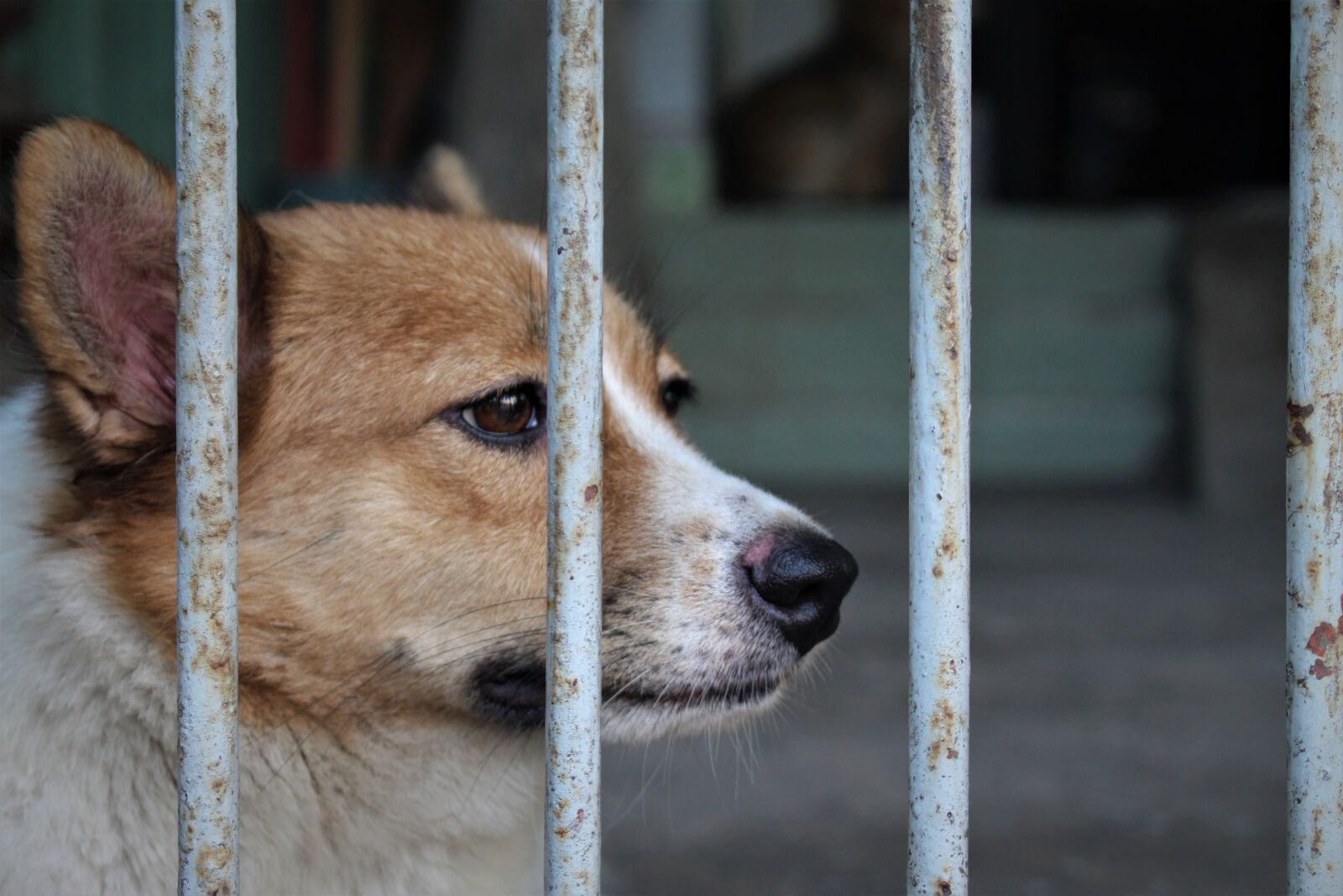 Canon EOS 700D (EOS Rebel T5i / EOS Kiss X7i) sample photo. Dog, puppy, sad photography