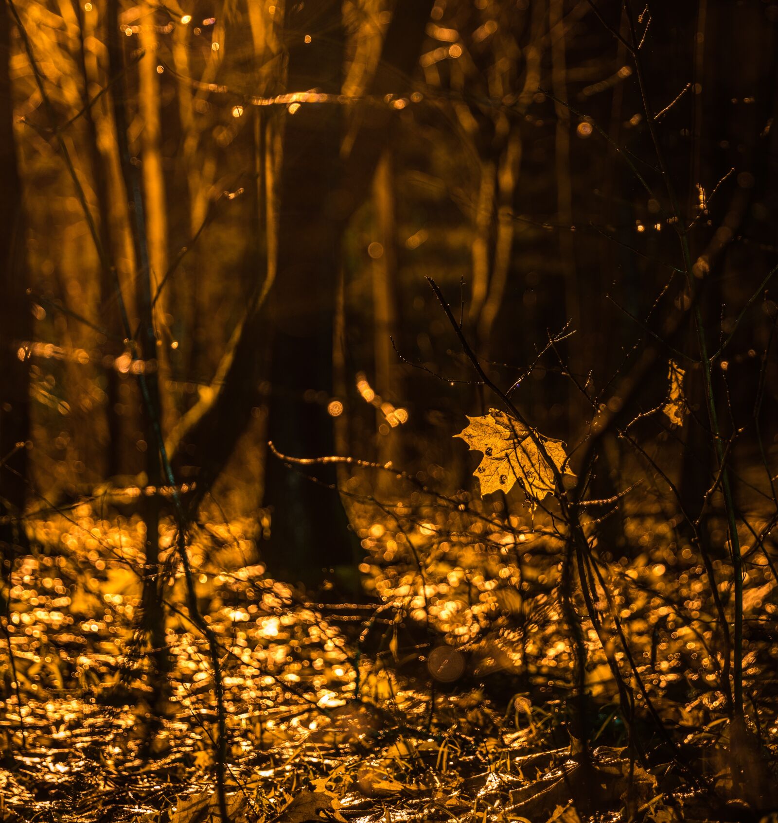 Canon EF 24-70mm F2.8L II USM sample photo. Sheet, maple, maple leaf photography