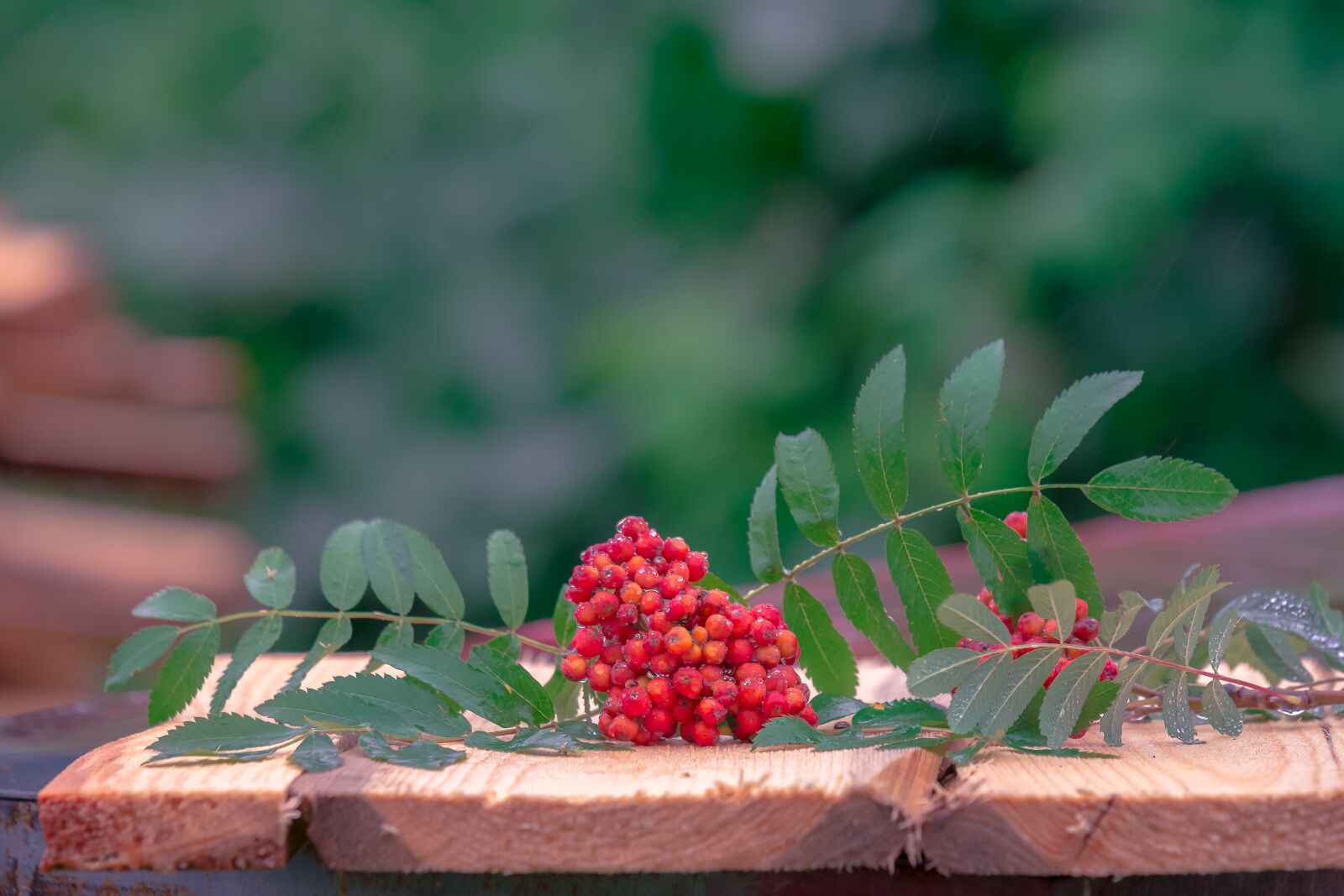 Nikon D7200 sample photo. Rowan, rain, boards photography