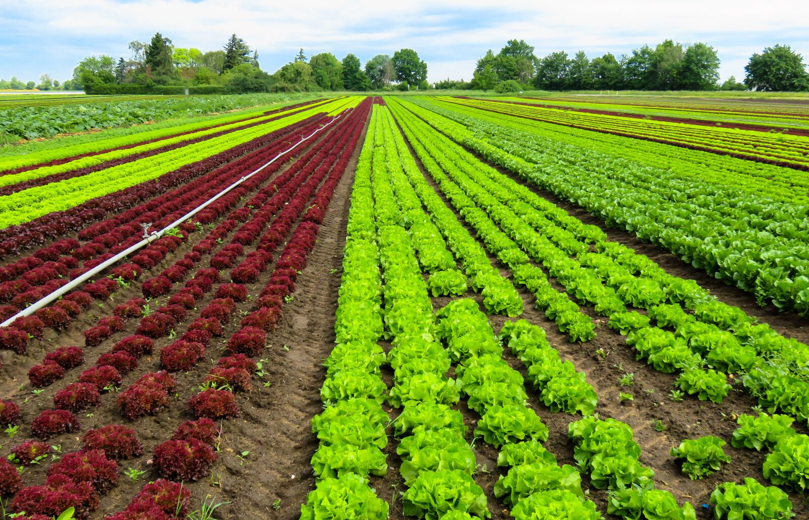 Canon PowerShot SX710 HS sample photo. Landscape, agriculture, harvest photography
