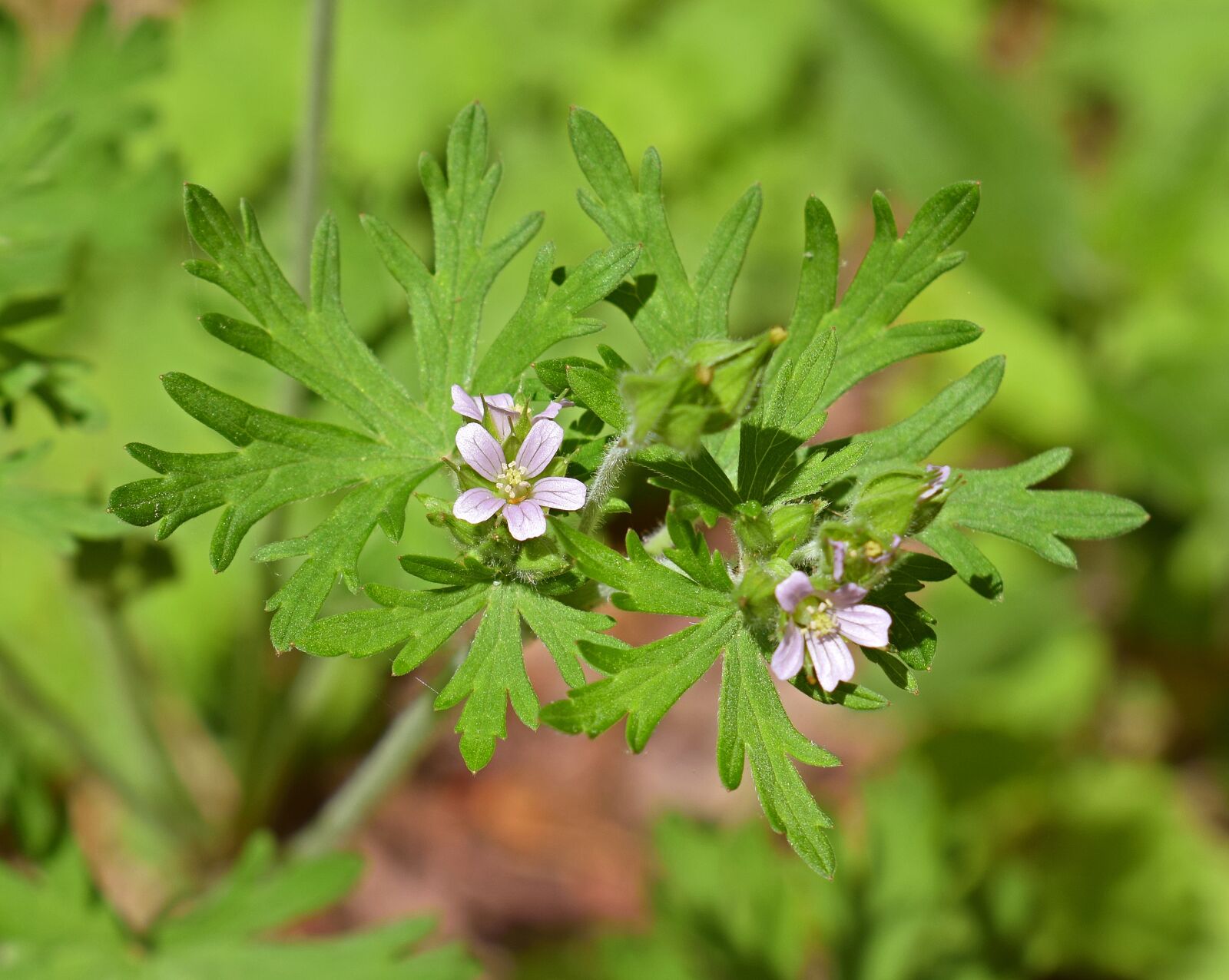 Nikon D3300 sample photo. Wild geranium, wildflower, flower photography