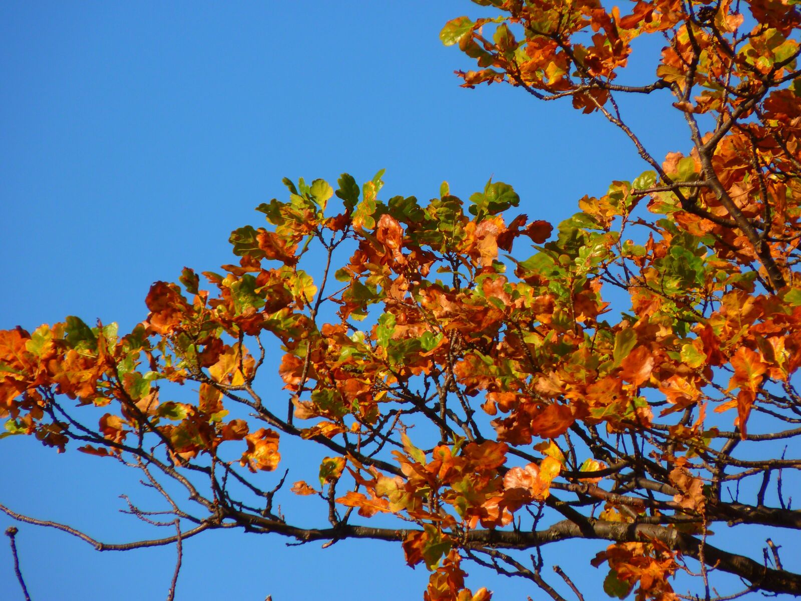 Panasonic Lumix DMC-FZ35 (Lumix DMC-FZ38) sample photo. Tree, colorful, leaves photography