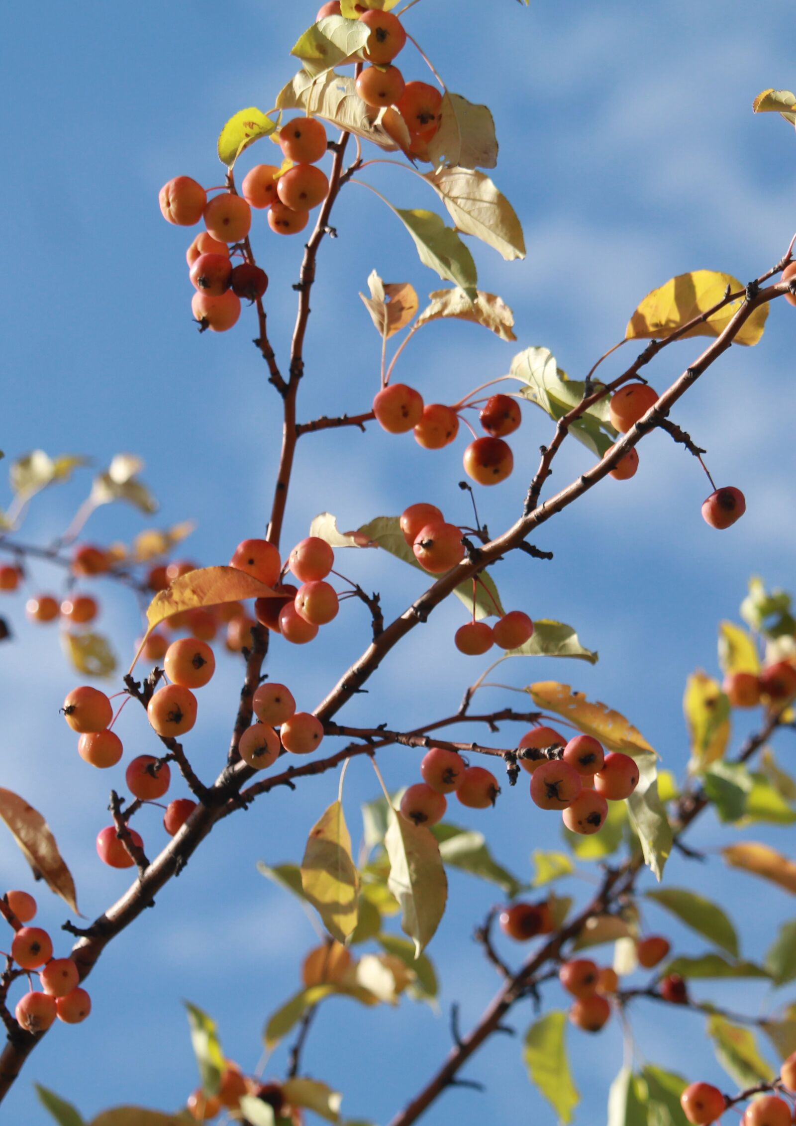 Canon EOS 1200D (EOS Rebel T5 / EOS Kiss X70 / EOS Hi) sample photo. Apples, autumn, harvest photography