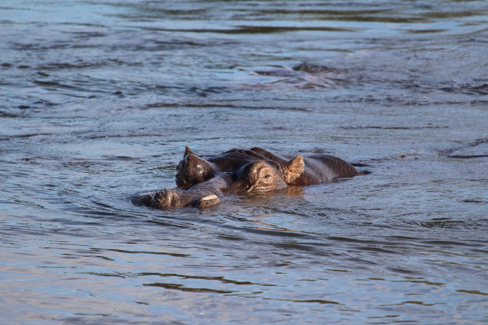Canon EF-S 55-250mm F4-5.6 IS STM sample photo. Africa, namibia, okavango photography