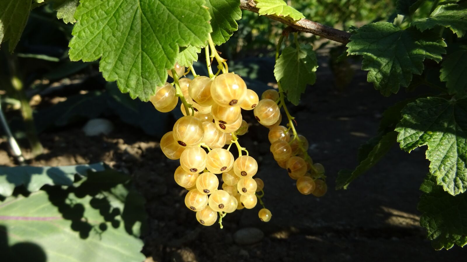 Sony Cyber-shot DSC-WX350 sample photo. Currants, ribes aureum, yellow photography