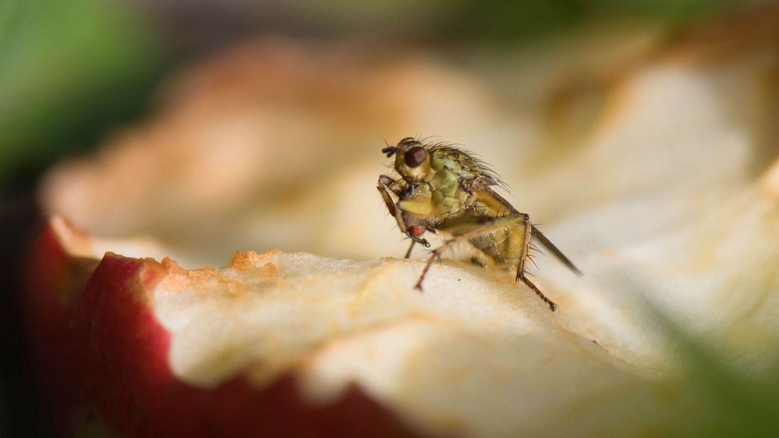 Nikon D7500 sample photo. Bert veerman, nature, fruit photography