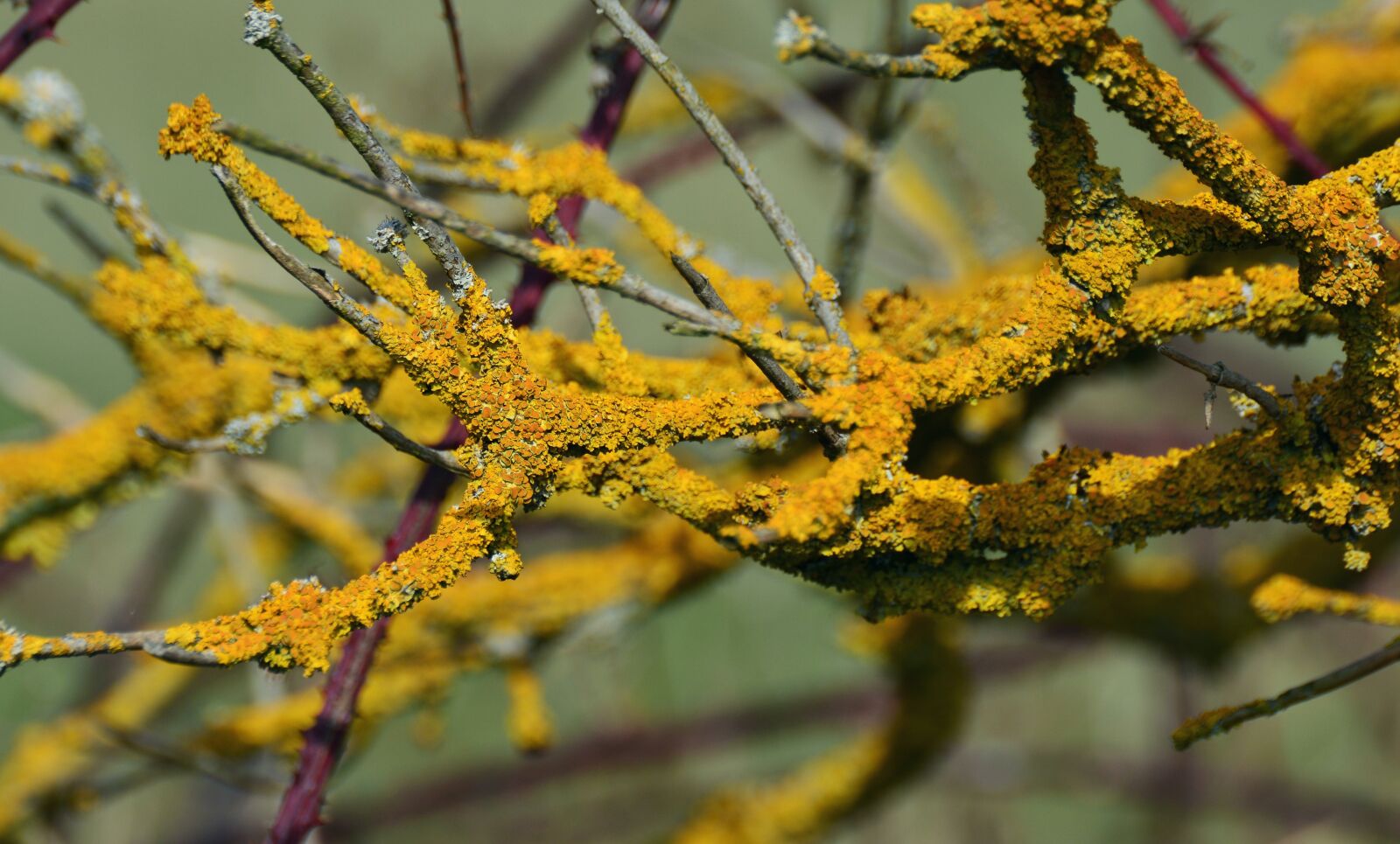 Nikon D5200 sample photo. Yellow lichen, weave, laubflechte photography