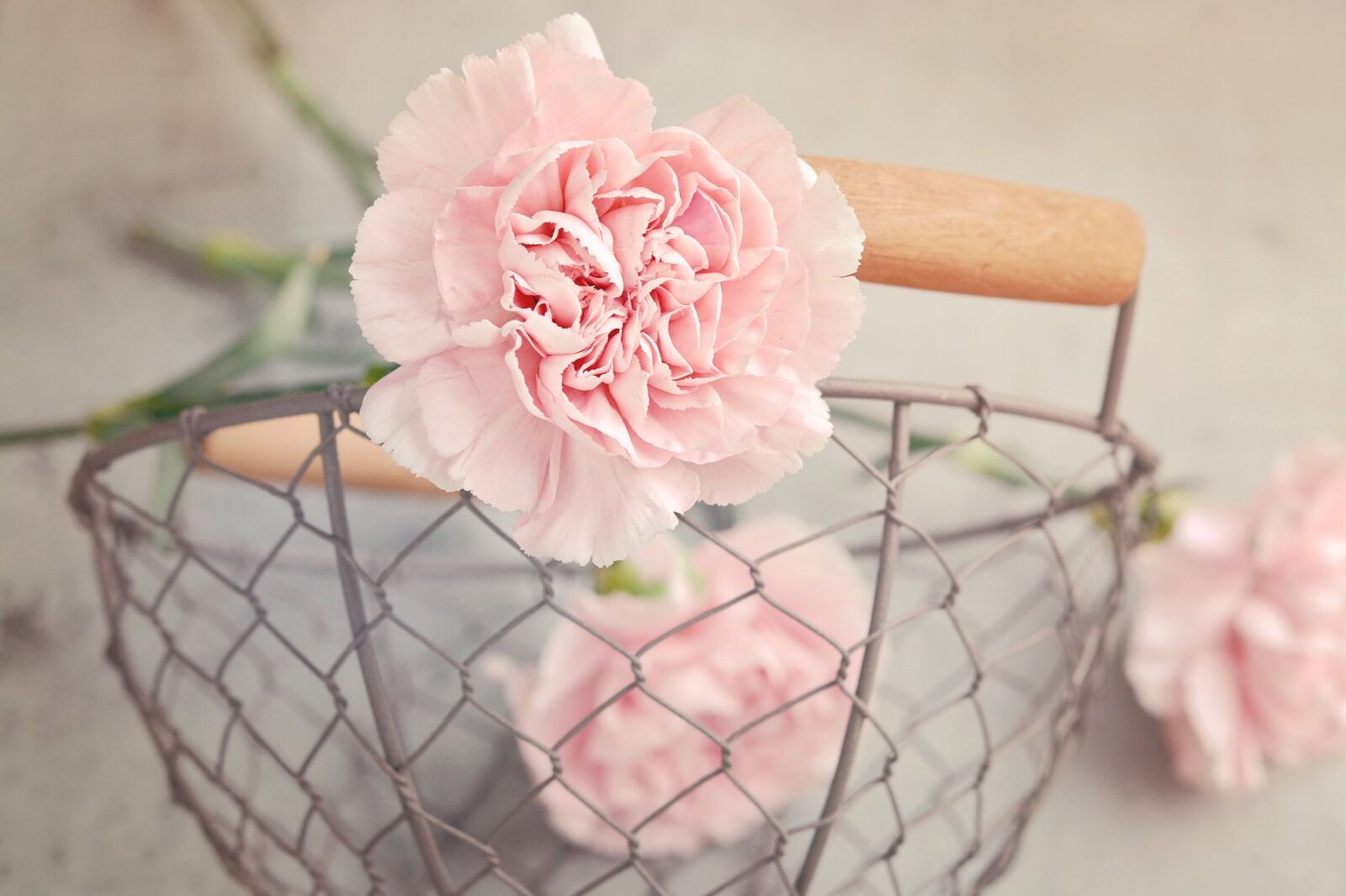 Nikon D7100 sample photo. Cloves, flowers, pink photography