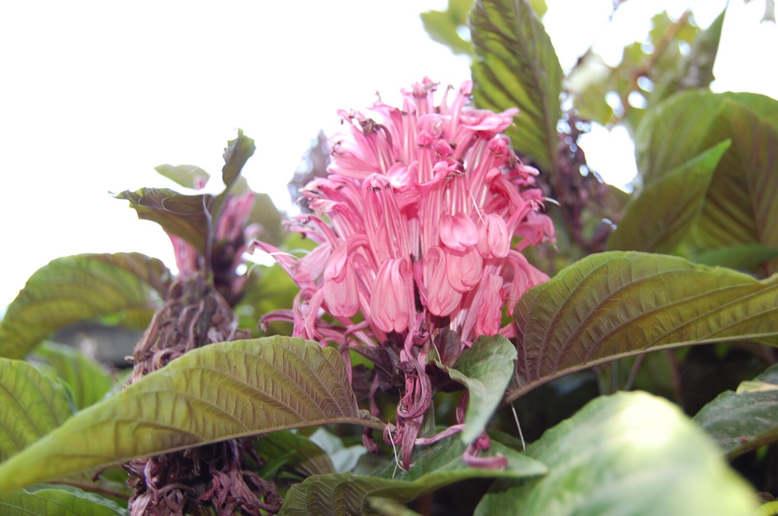 Nikon D40 sample photo. Floral, plant, natural photography