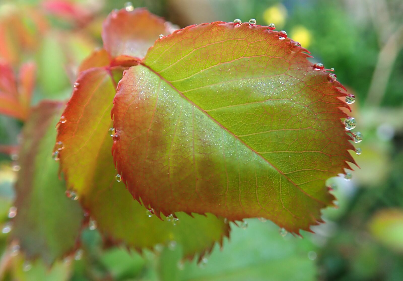 Olympus TG-5 sample photo. Leaves, dew drops, water photography