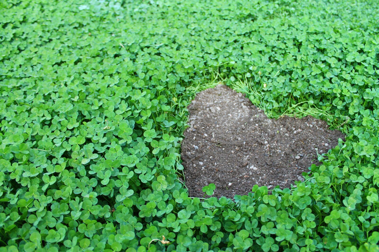 Canon EOS 1100D (EOS Rebel T3 / EOS Kiss X50) sample photo. Klee, lucky charm, heart photography