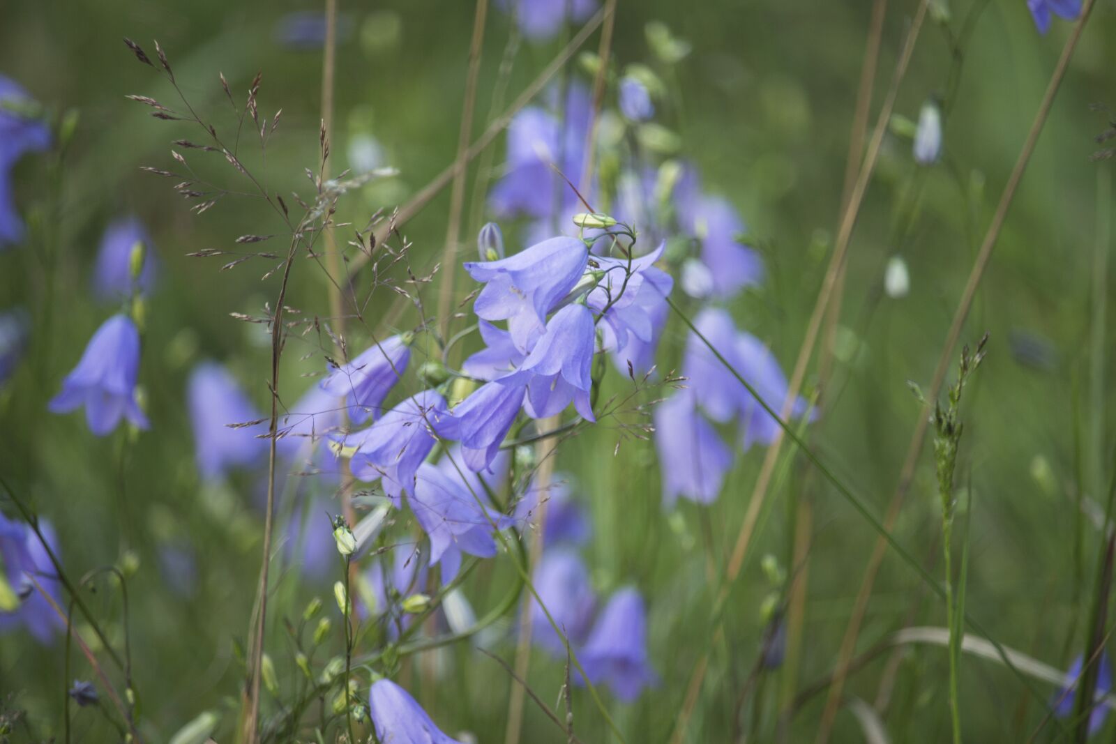 Canon EF-S 55-250mm F4-5.6 IS STM sample photo. Forest, ringtones, flowers photography