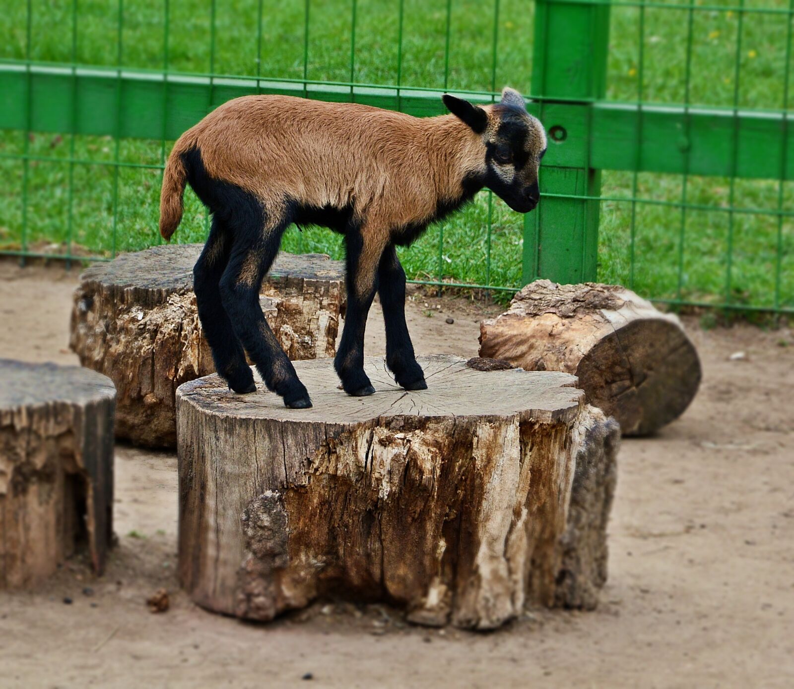 Nikon D7100 sample photo. Goat kid, animal, nature photography
