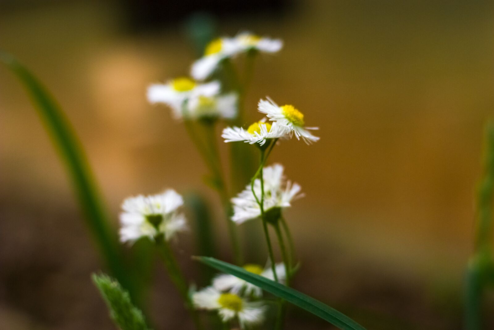 Nikon D80 sample photo. Weed, white, plant photography
