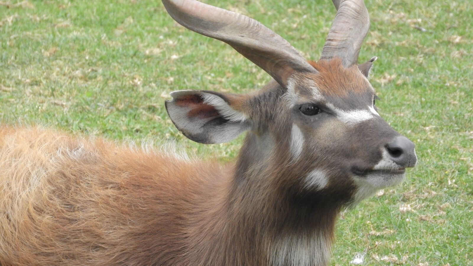 Nikon Coolpix P610 sample photo. Sitatunga, african antelope, the photography