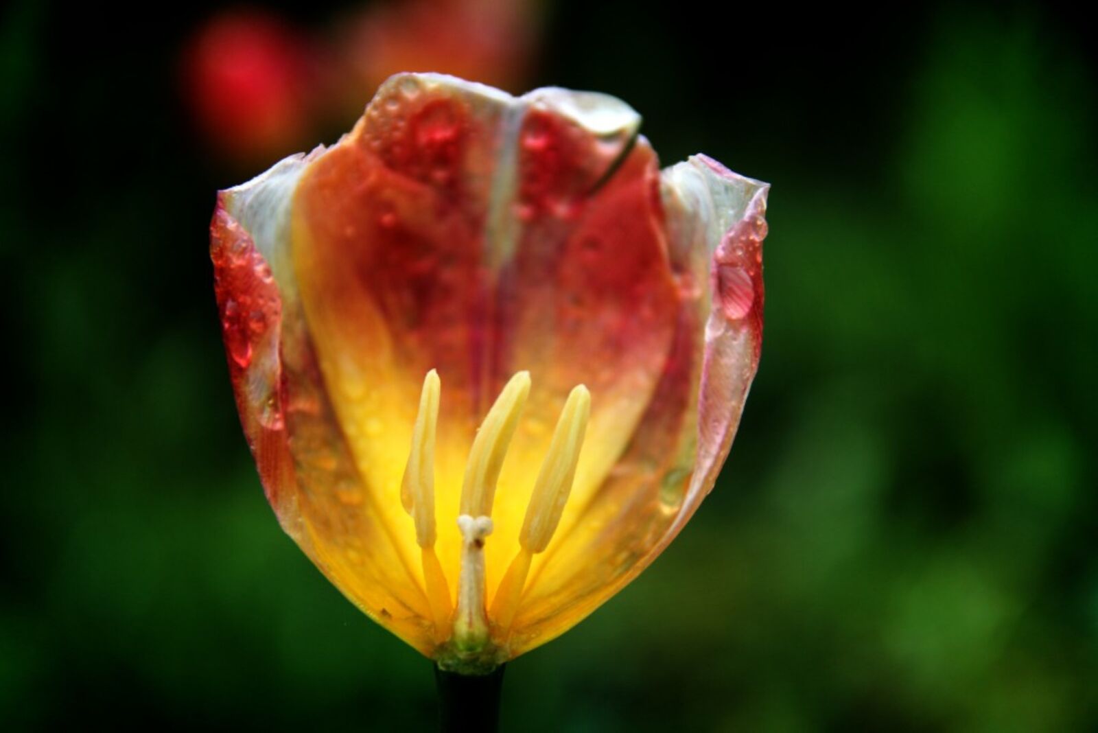 Canon EOS 60D sample photo. Tulip, raindrops, petal photography