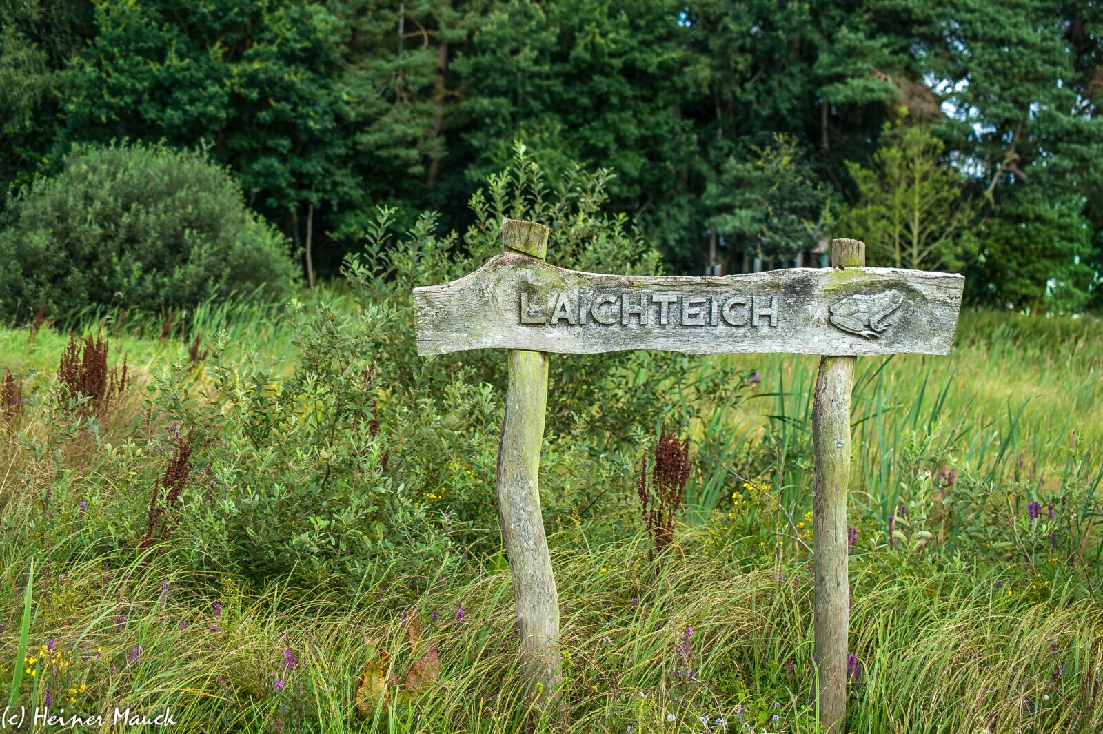 Nikon D700 sample photo. Moor, spawning pond, grasses photography