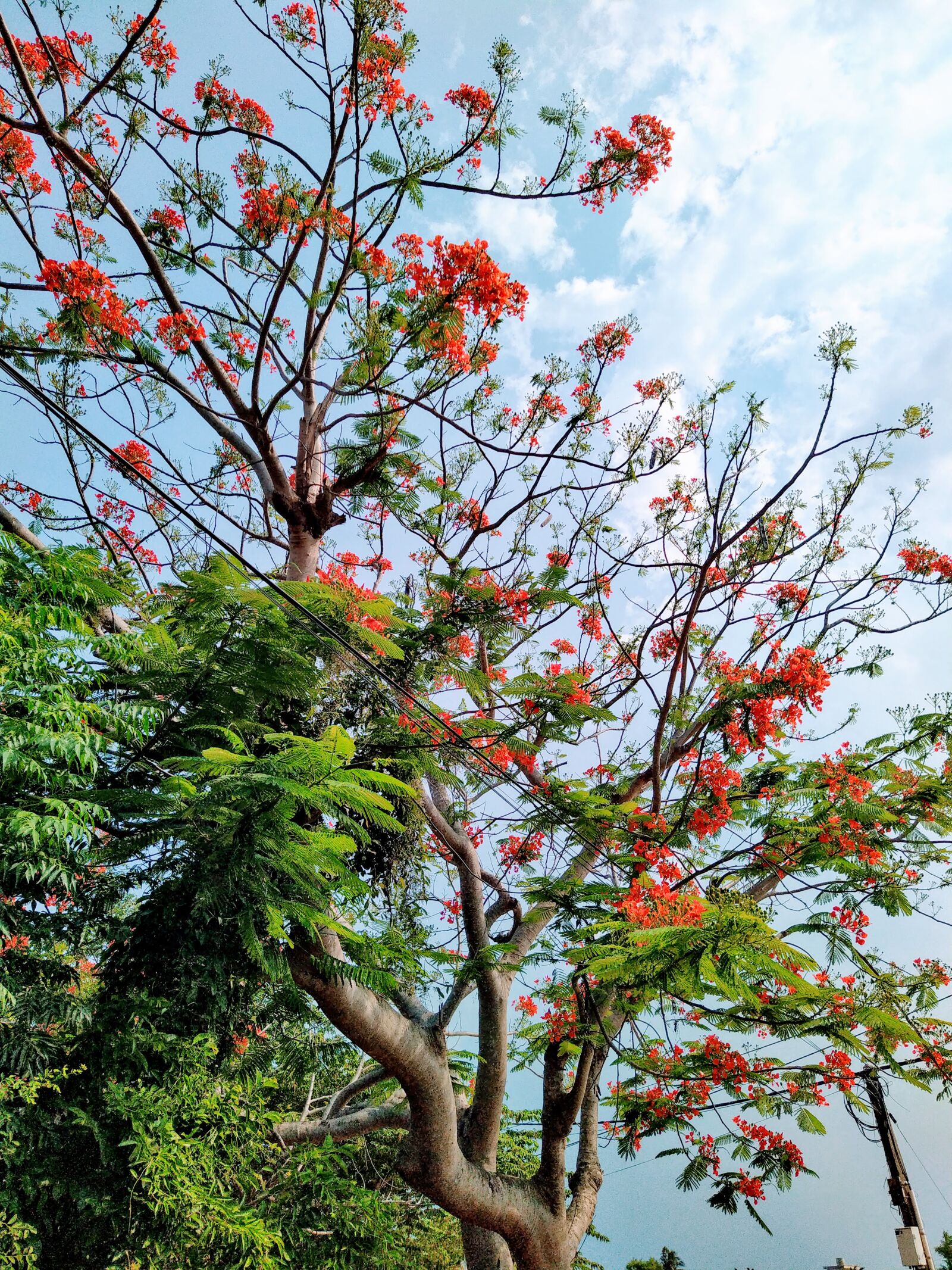 HMD Global Nokia 7.2 sample photo. Tree time, summer, flamboyant photography
